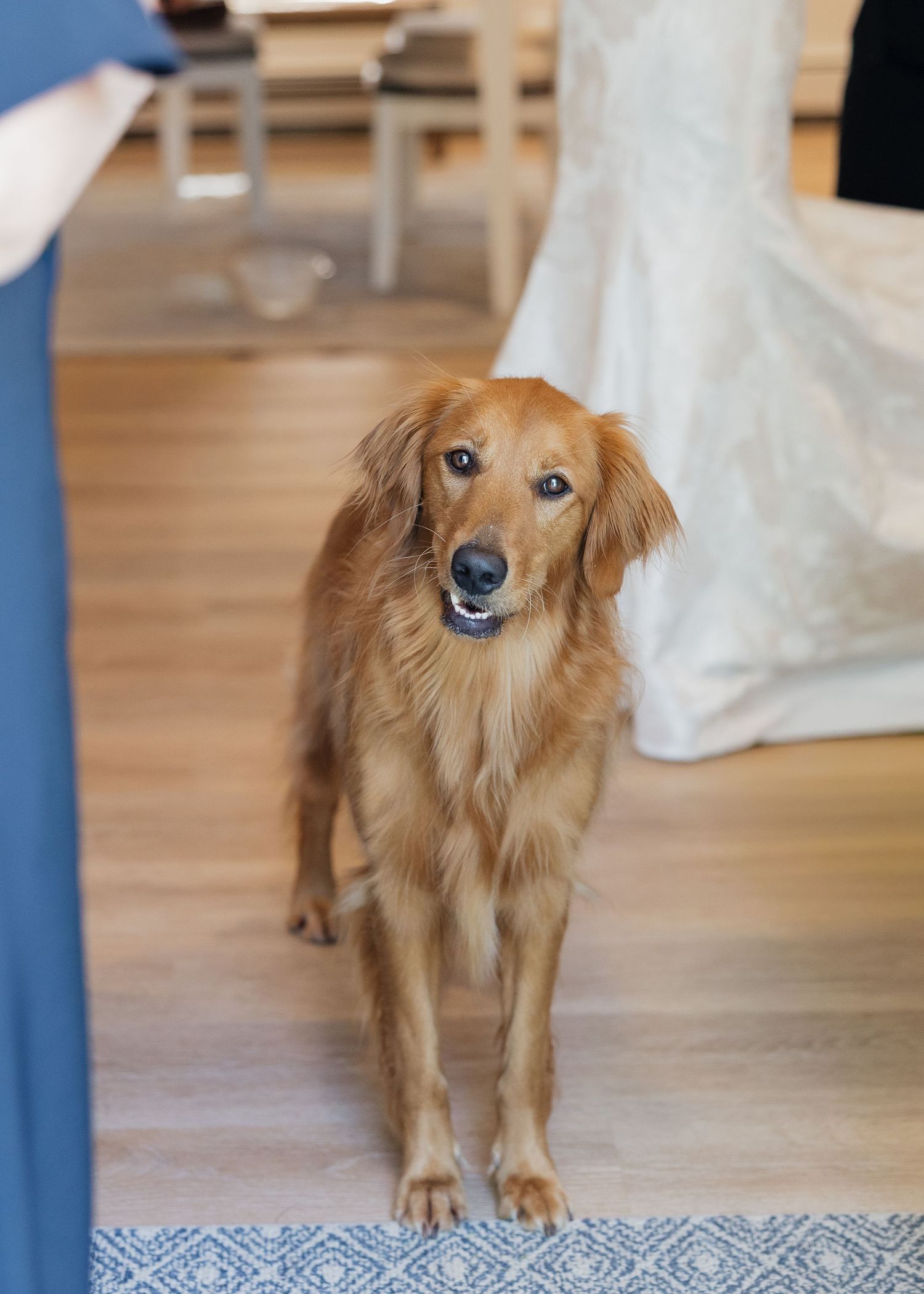 Golden retriever dog standing on hardwood floor next to white wedding dress.