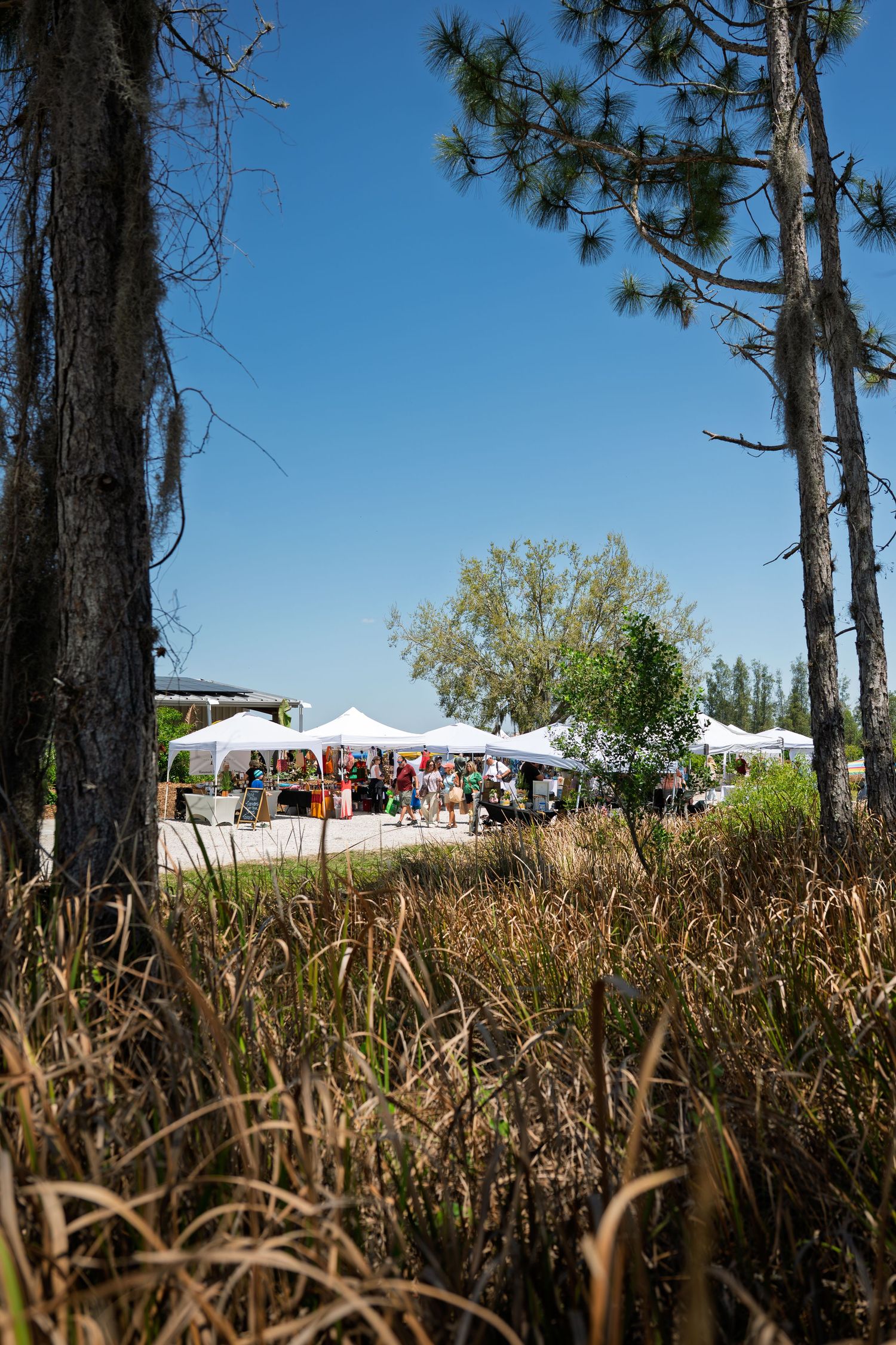 Outdoor farmers market with white vendor tents surrounded by pine trees under a clear blue sky.