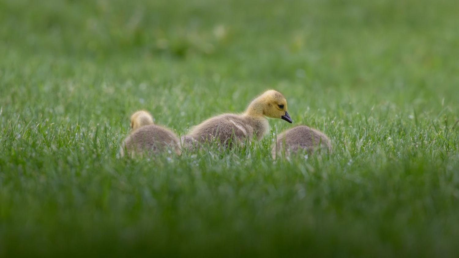 Three fluffy yellow Canada goose goslings huddle together in lush green grass.