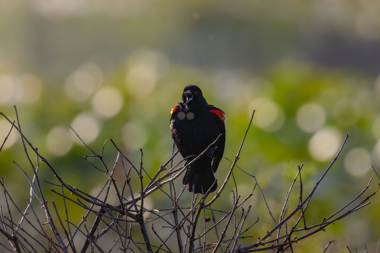 A red-winged blackbird perched on bare shrub branches in golden light.