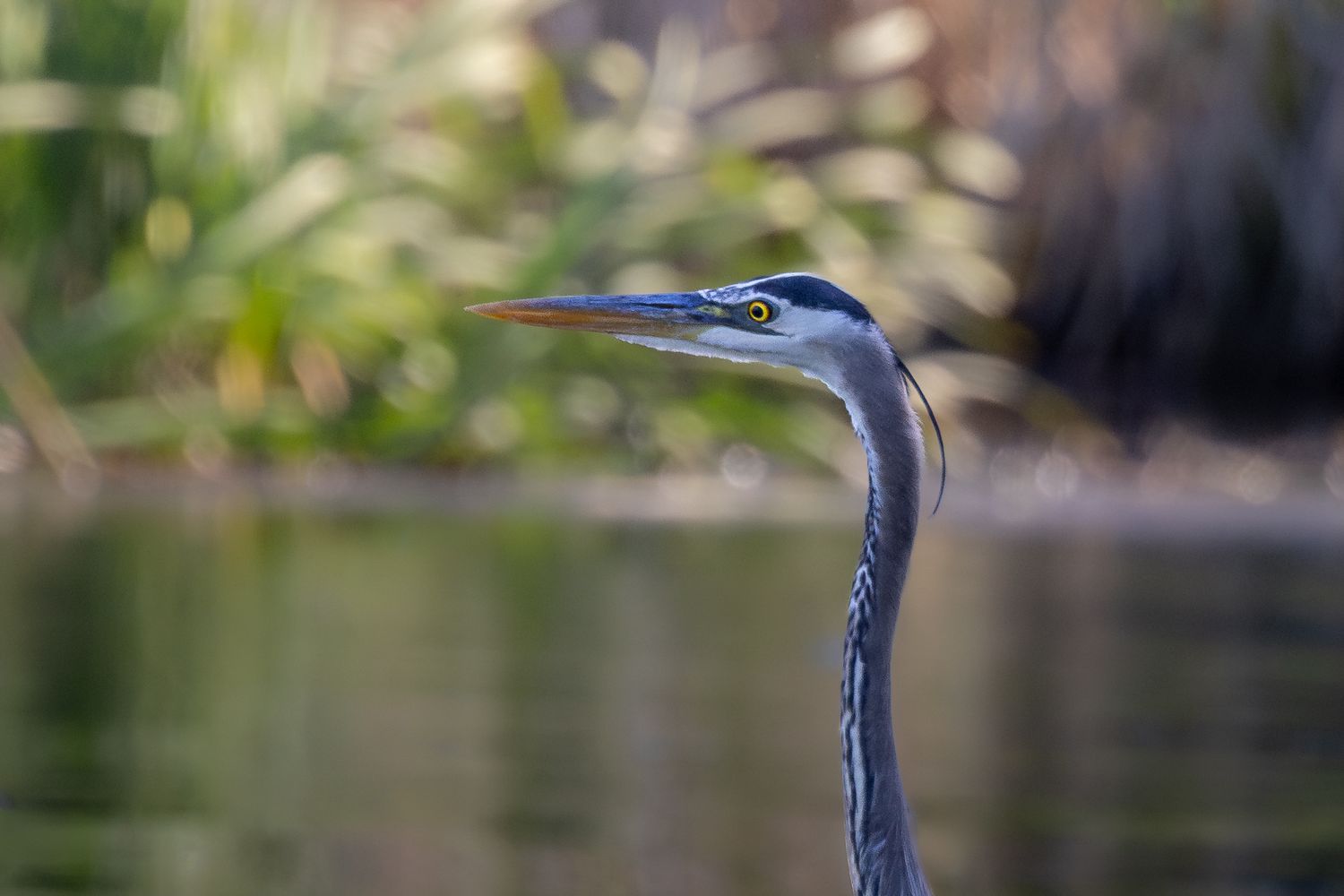 Close-up of a great blue heron with orange beak near calm water.