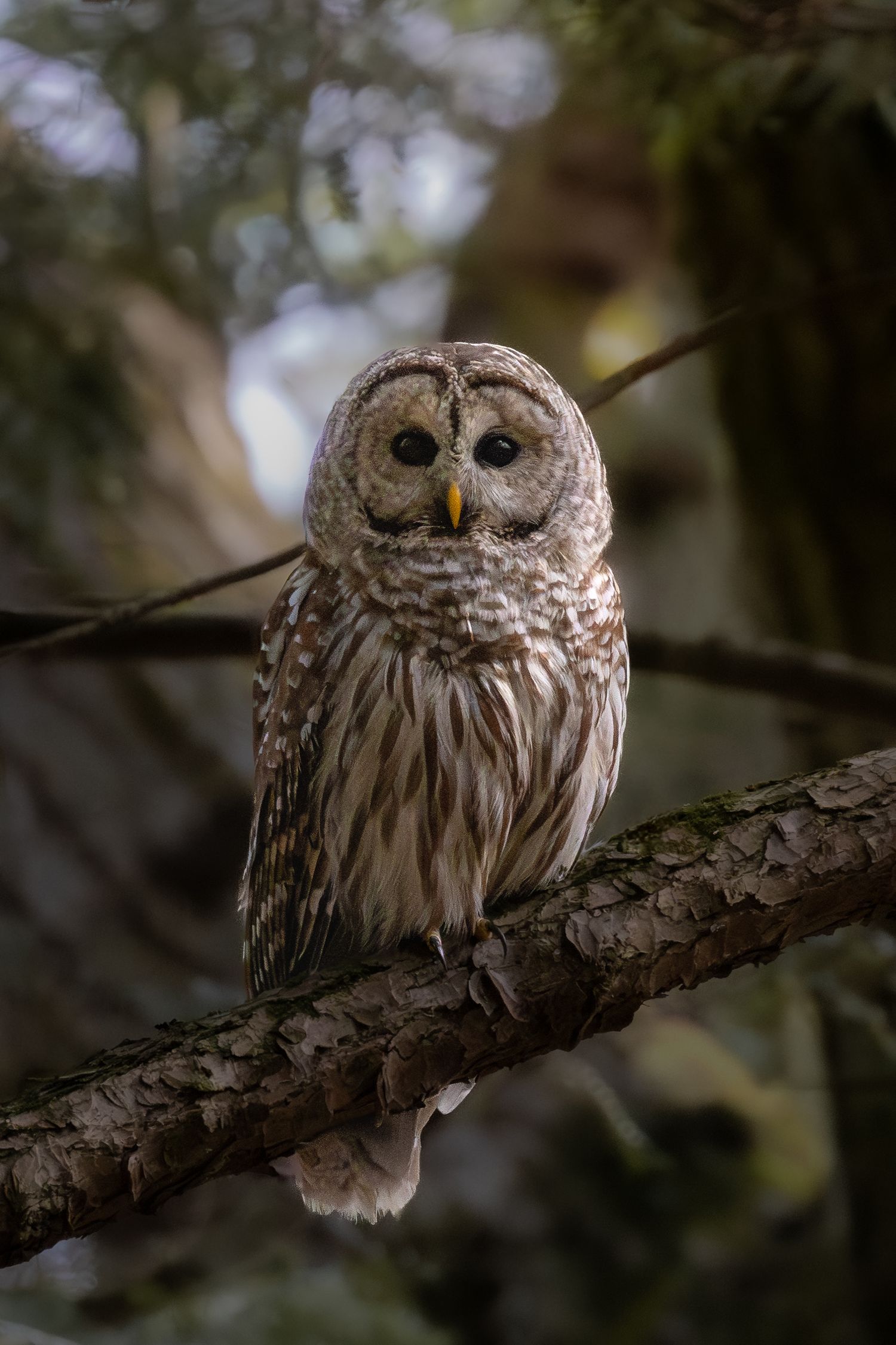 A barred owl perches on a moss-covered branch, staring forward in a forest.
