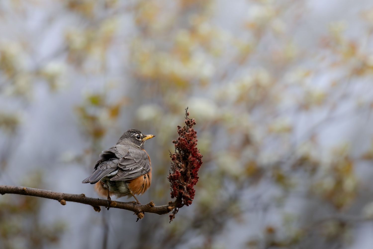 A robin perches on a branch eating red berries among soft blurred autumn foliage.