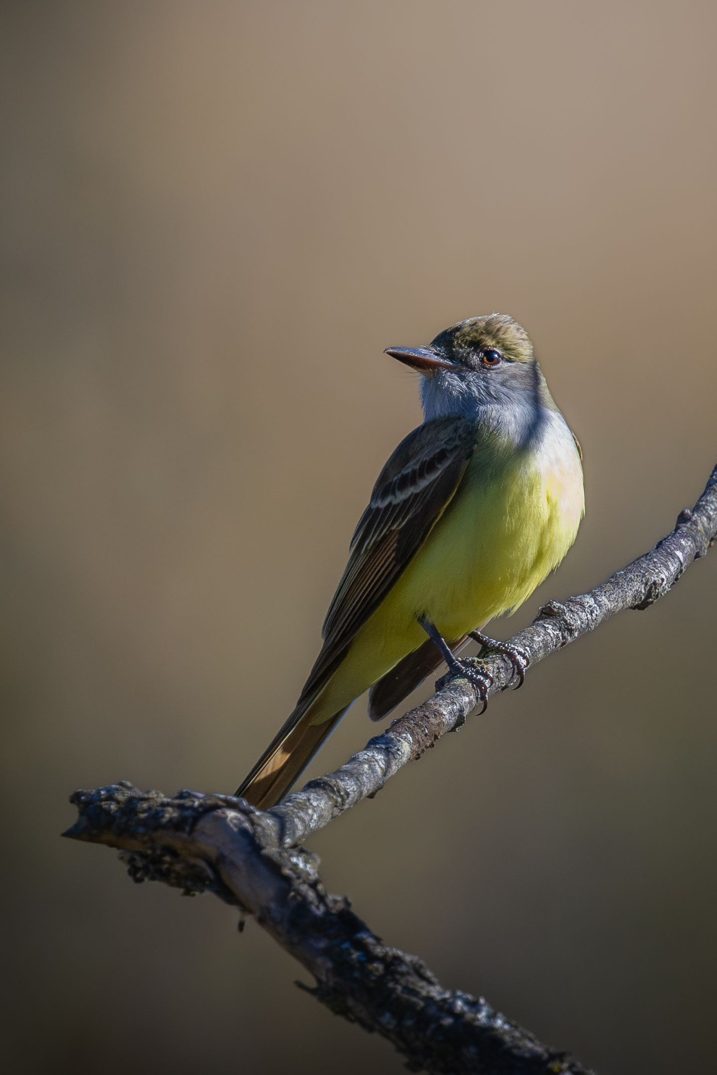 A great crested flycatcher with yellow belly perched on a bare branch.