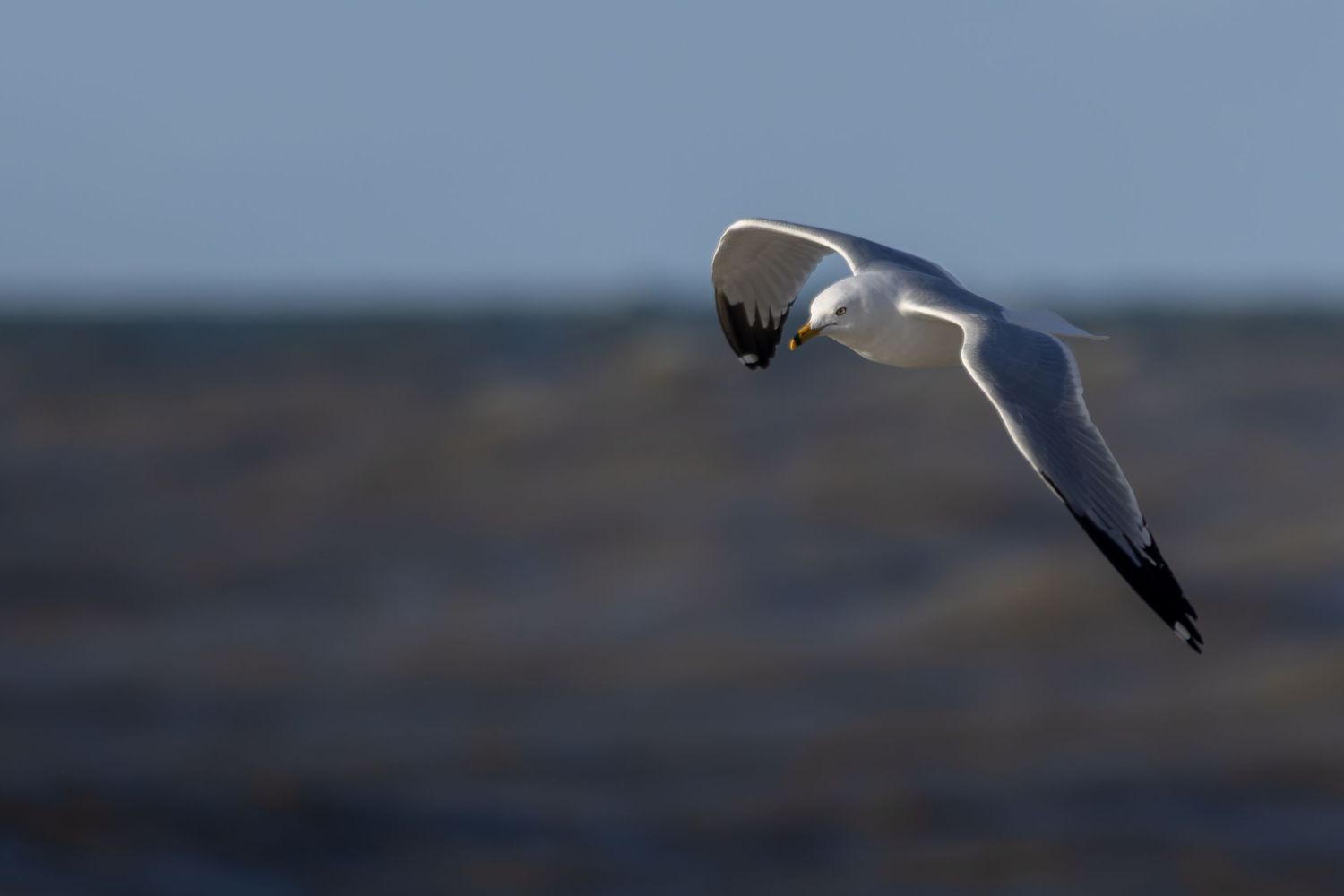 A seagull soars gracefully over ocean waves with wings spread in flight.