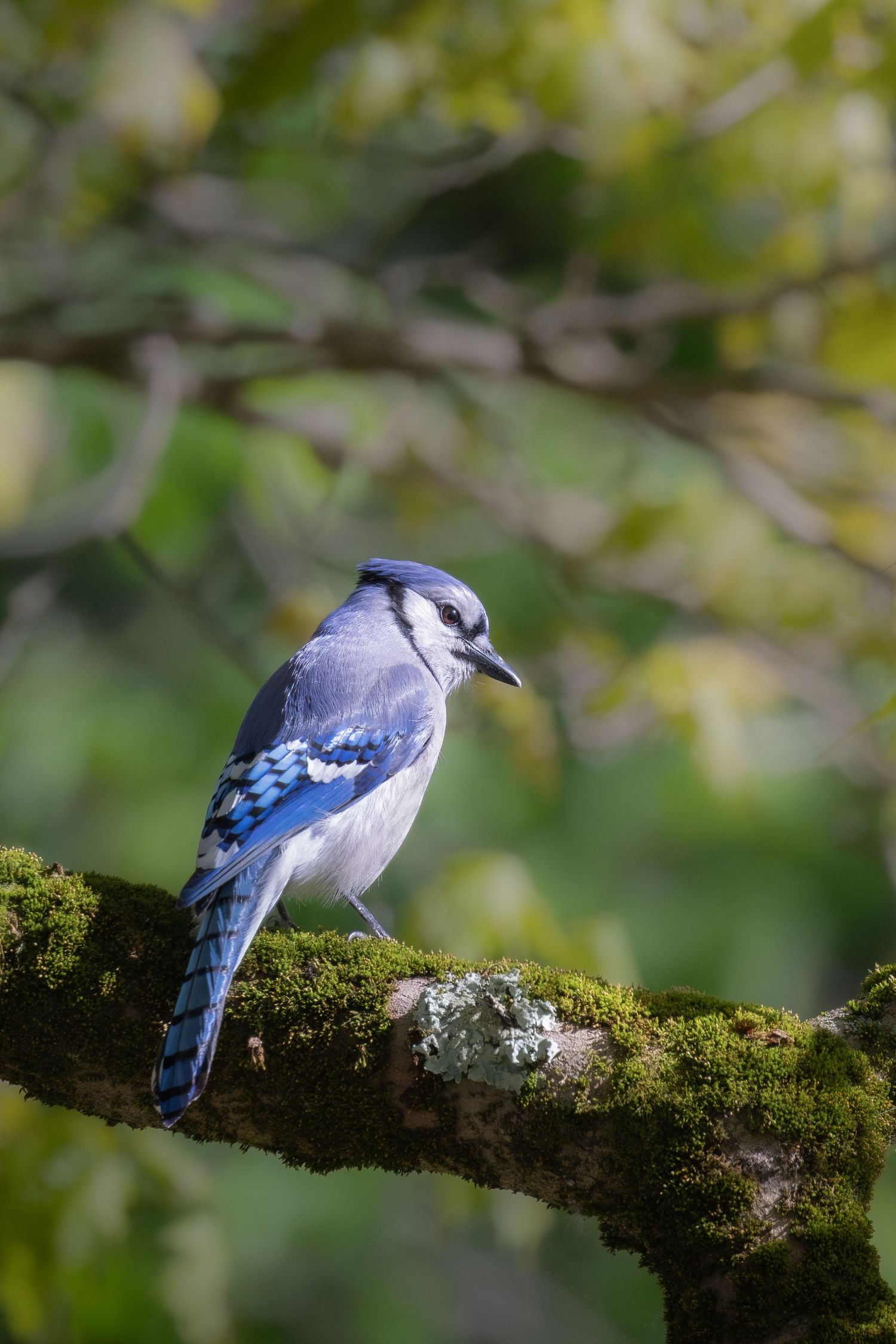 A blue jay perched on a moss-covered branch surrounded by green foliage.