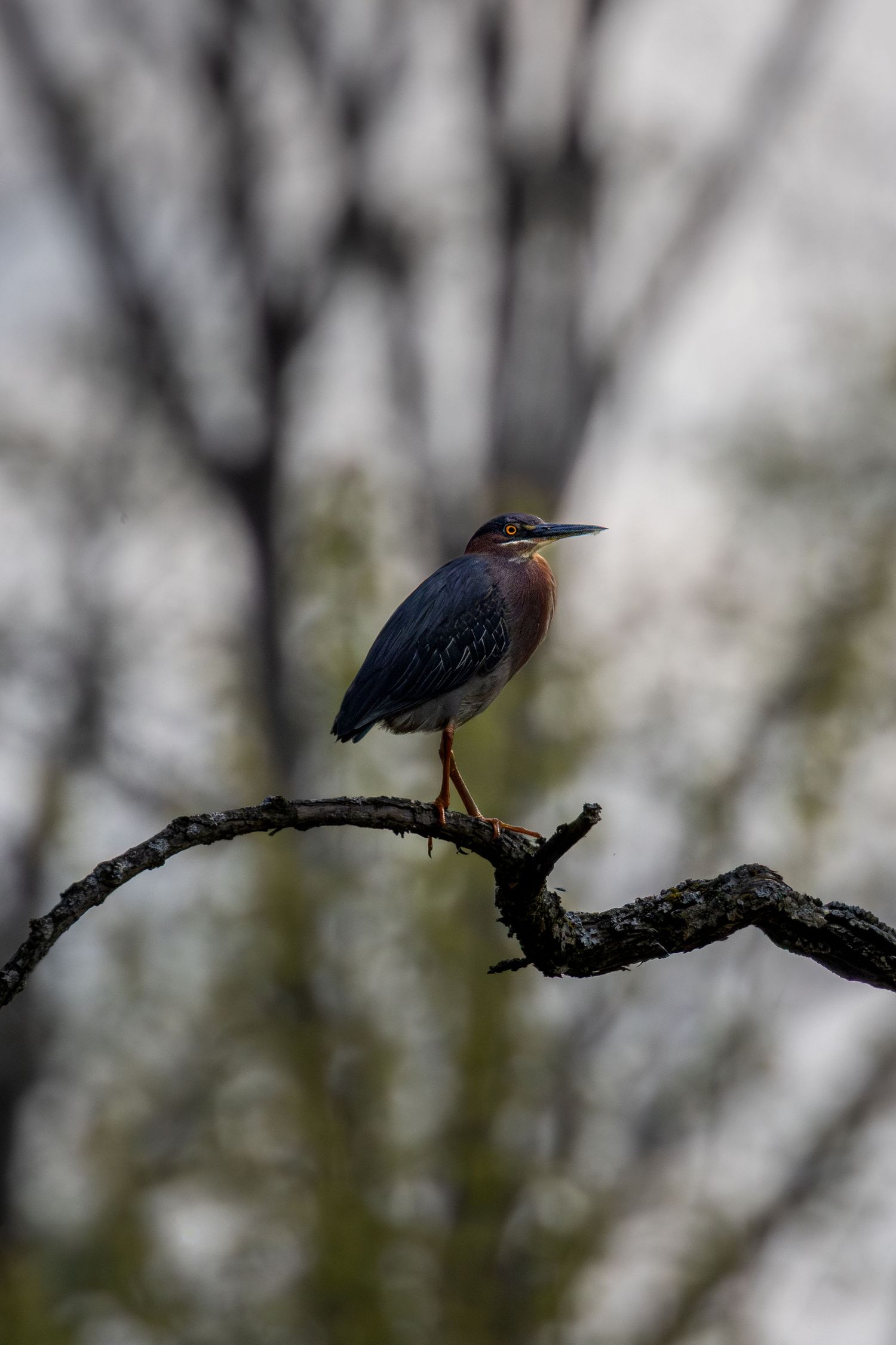 A green heron perched on a bare branch against a blurred tree background.
