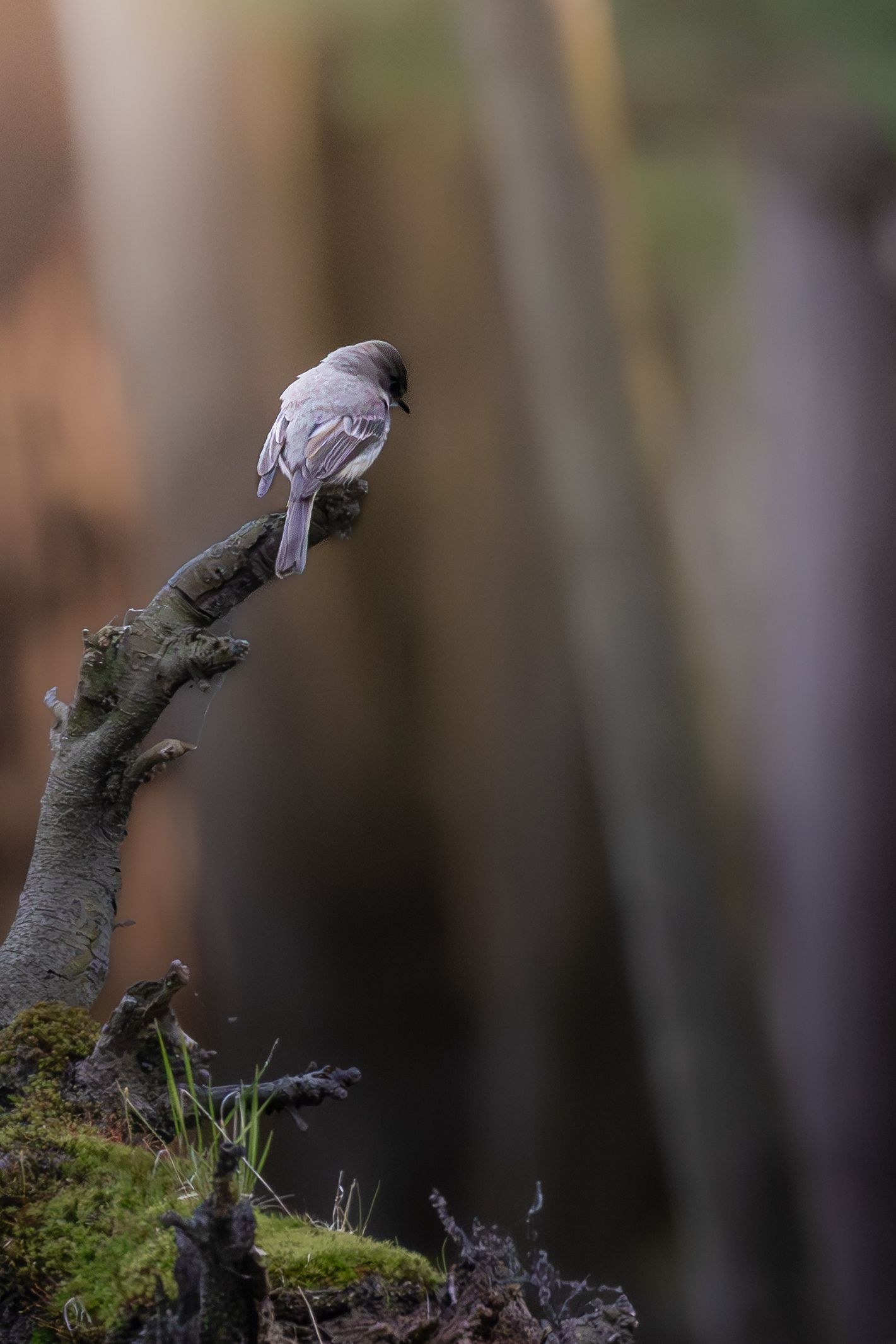 A dark-eyed junco perched on a mossy branch in soft forest light.