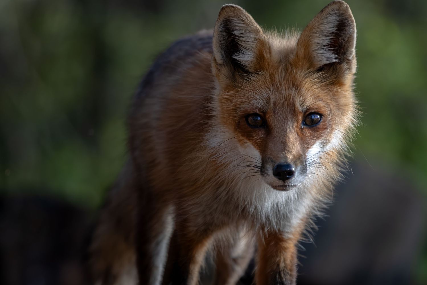 A young red fox kit stares forward with bright eyes against a green bokeh background.