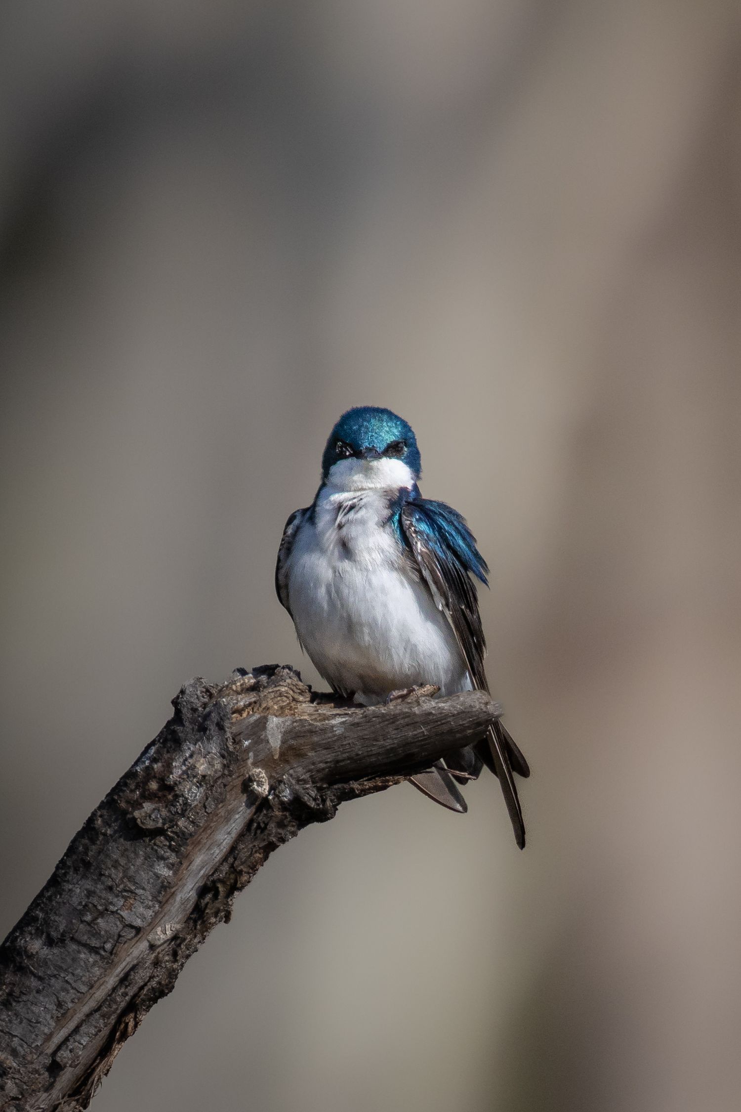 A tree swallow with iridescent blue plumage perched on a weathered branch.