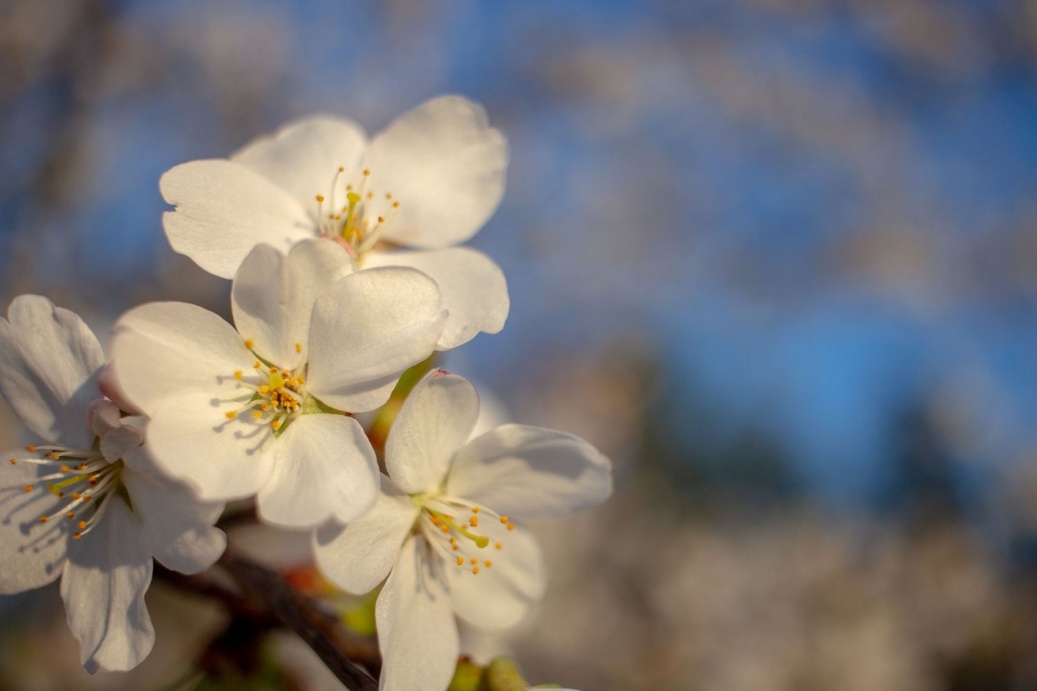 Delicate white cherry blossom flowers with yellow stamens blooming against a soft blue sky background.