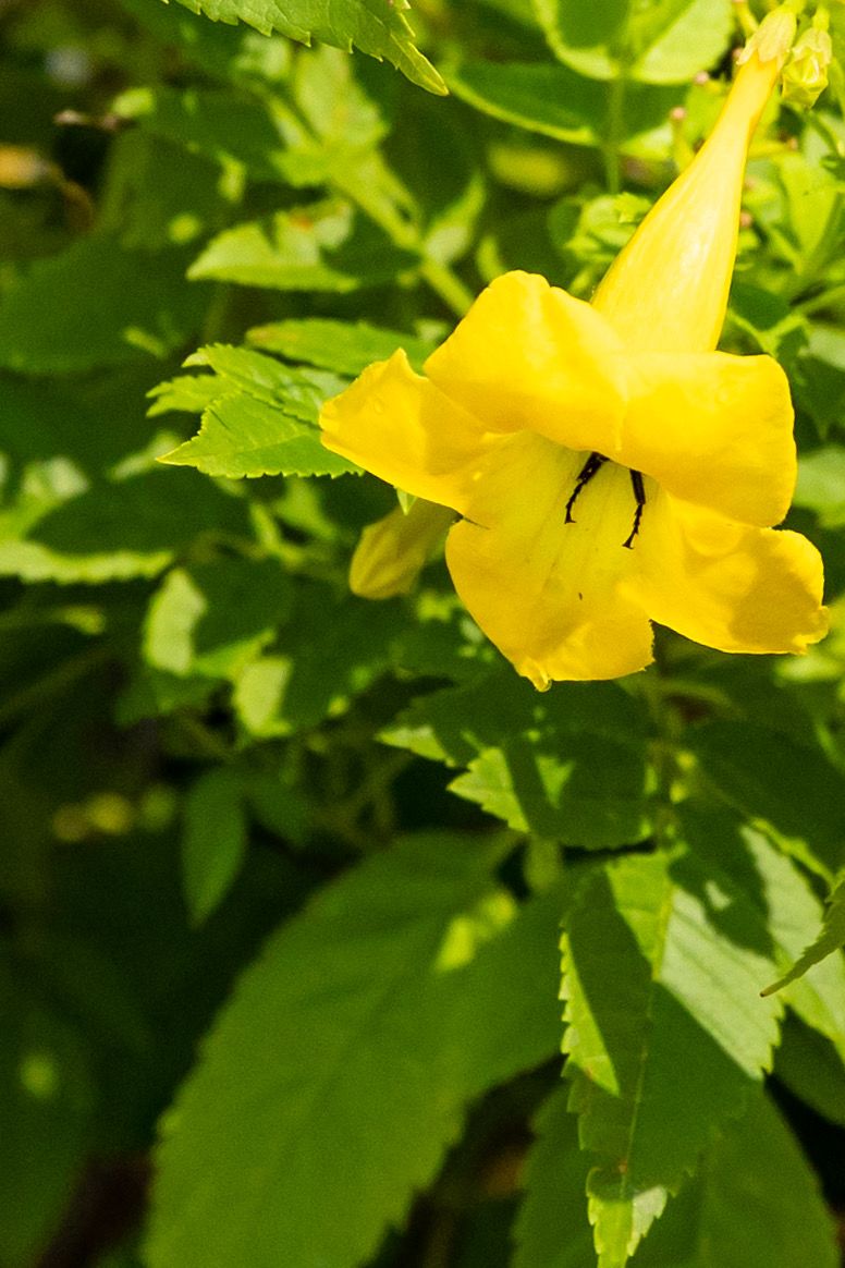 Bright yellow trumpet-shaped flower with dark stamens blooming among lush green serrated leaves in sunlight.