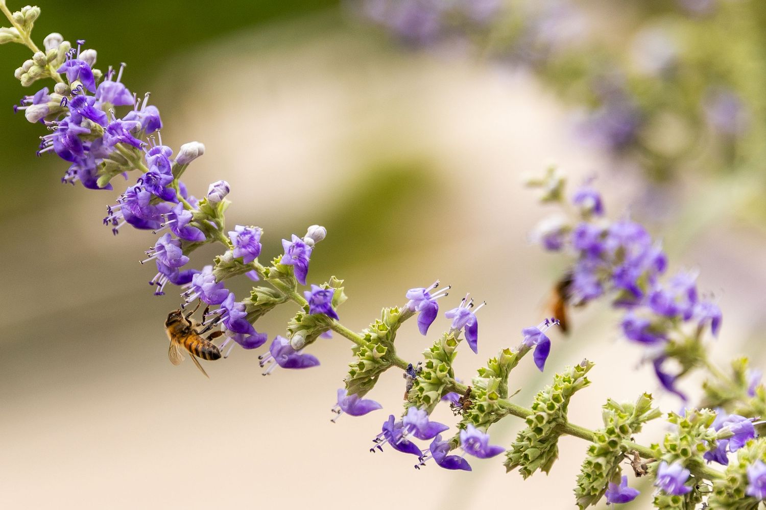 Bees pollinating vibrant purple lavender flowers on a green stem in a sunny garden setting.