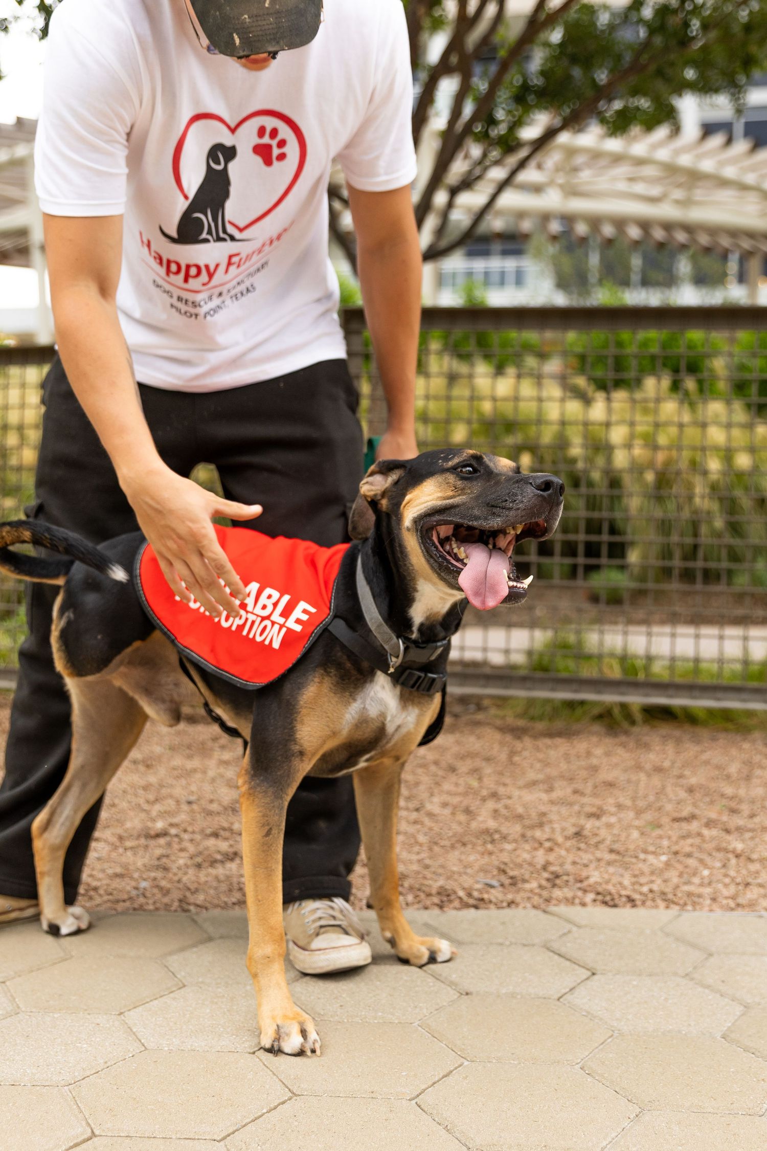 A happy dog wearing a red adoption bandana stands with a Happy Paws volunteer handler on a paved outdoor path.