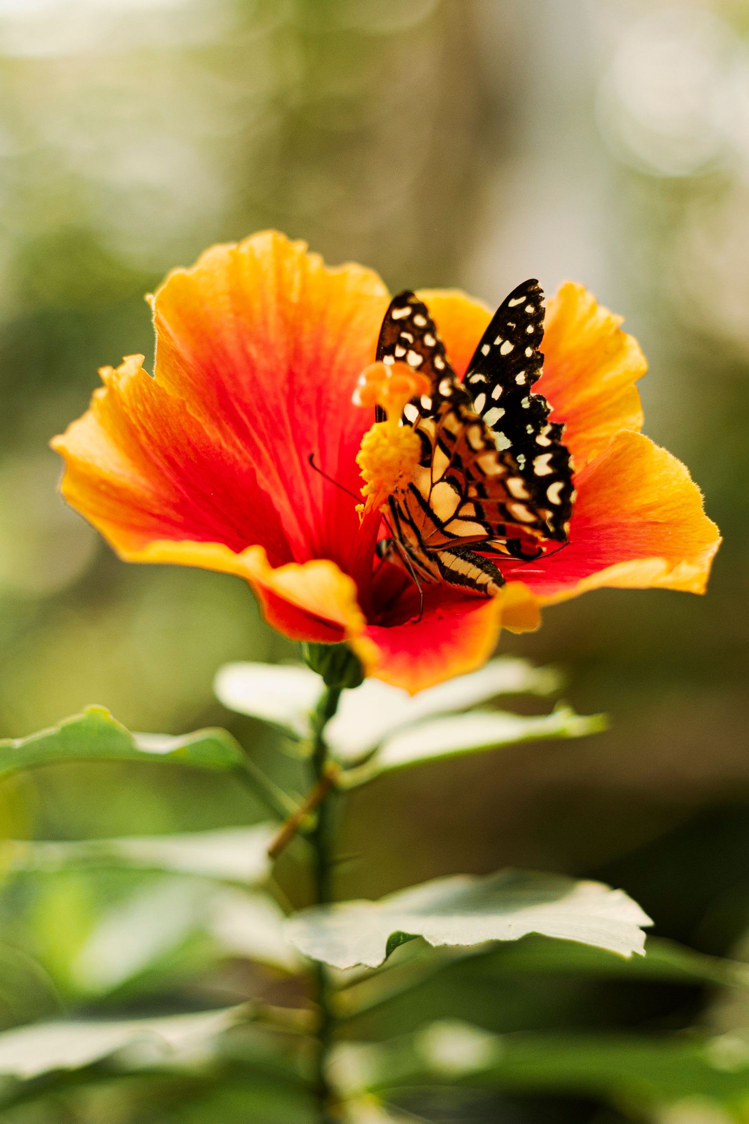 Black and white checkered butterfly perched on a vibrant orange and red hibiscus flower outdoors.