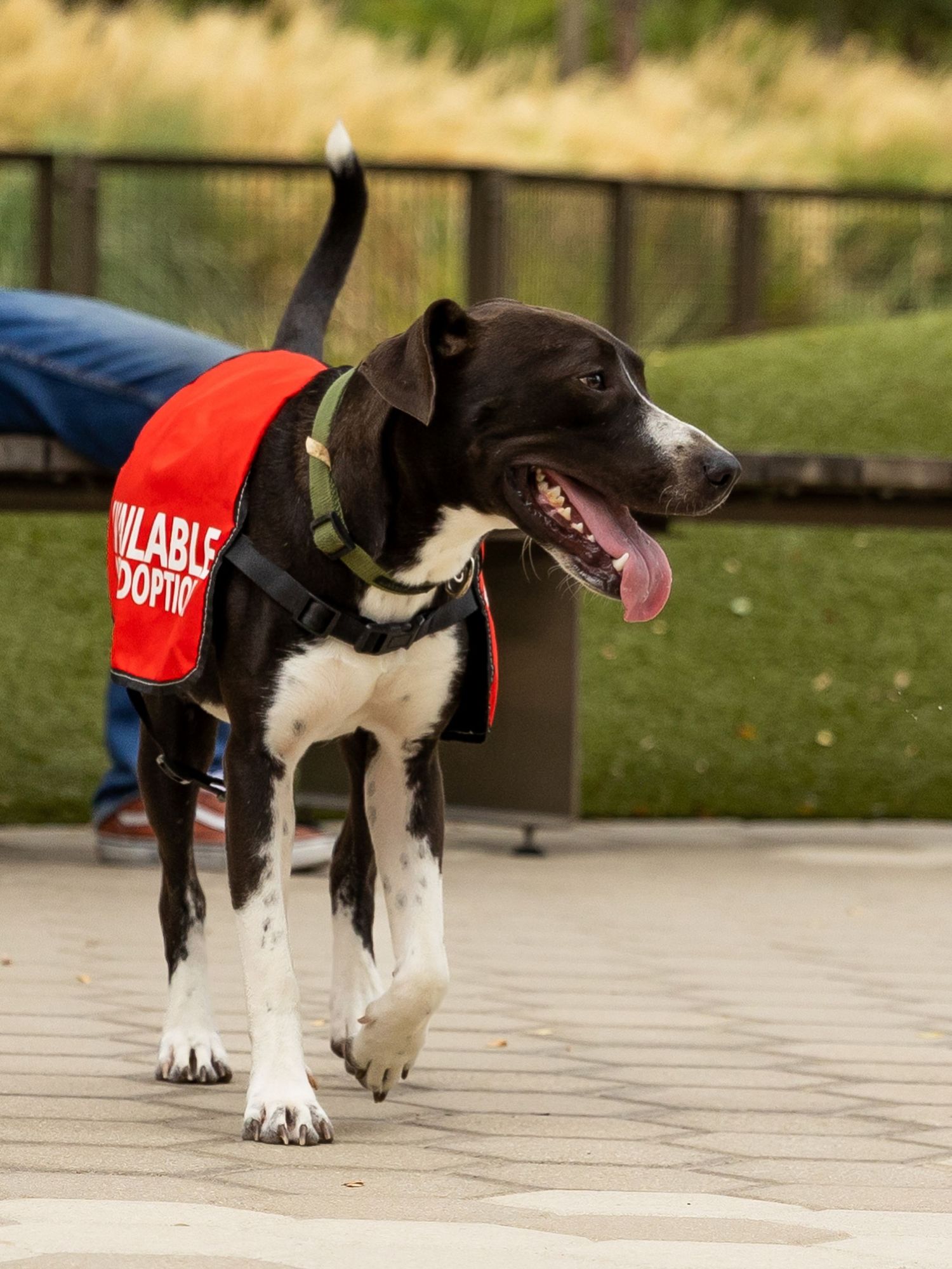 Black and white dog wearing a red Available for Adoption vest walks happily outdoors on a paved path.