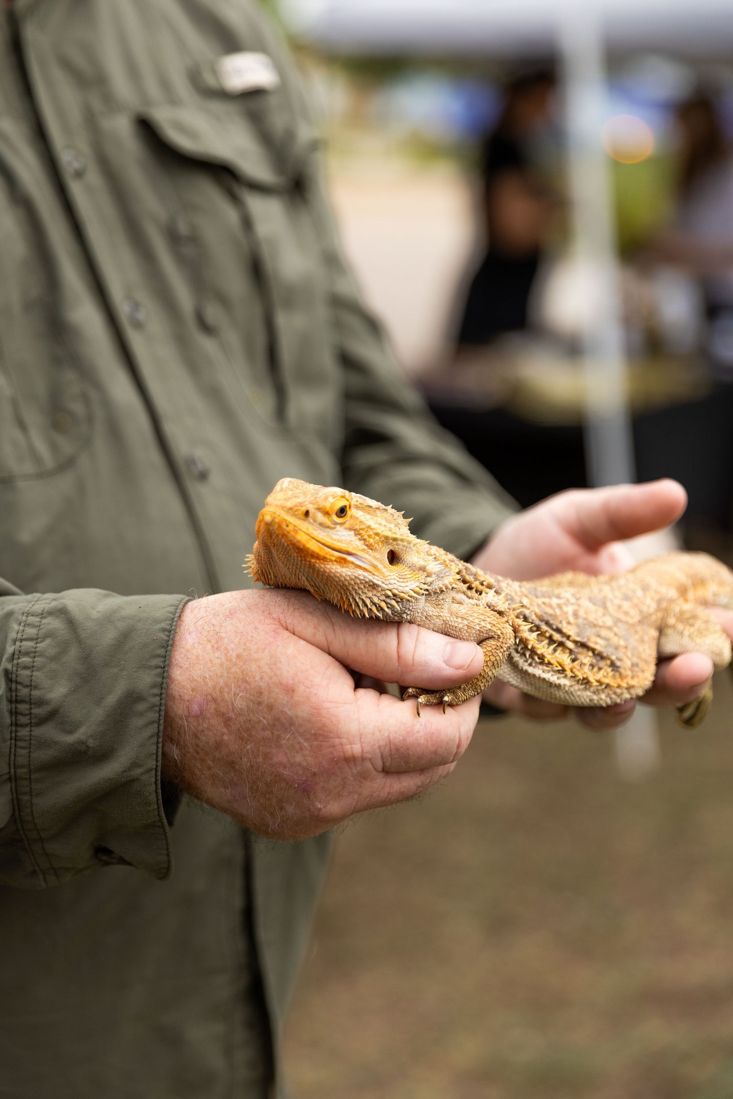 Man in green jacket holding two bearded dragons in his hands outdoors at an event.