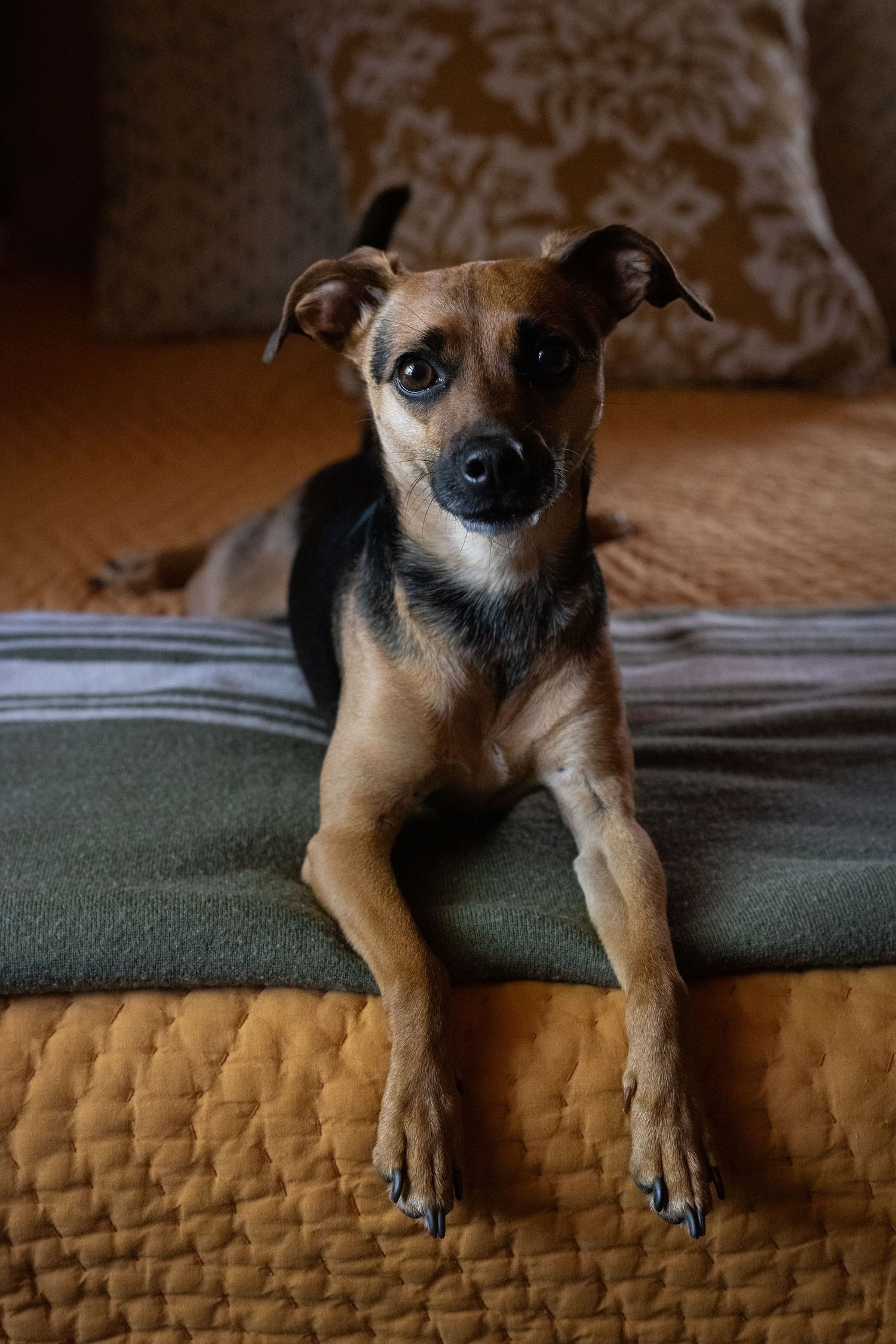 Close-up dog portrait on bed | Bijou-Marie d'Image | Richmond VA Photography