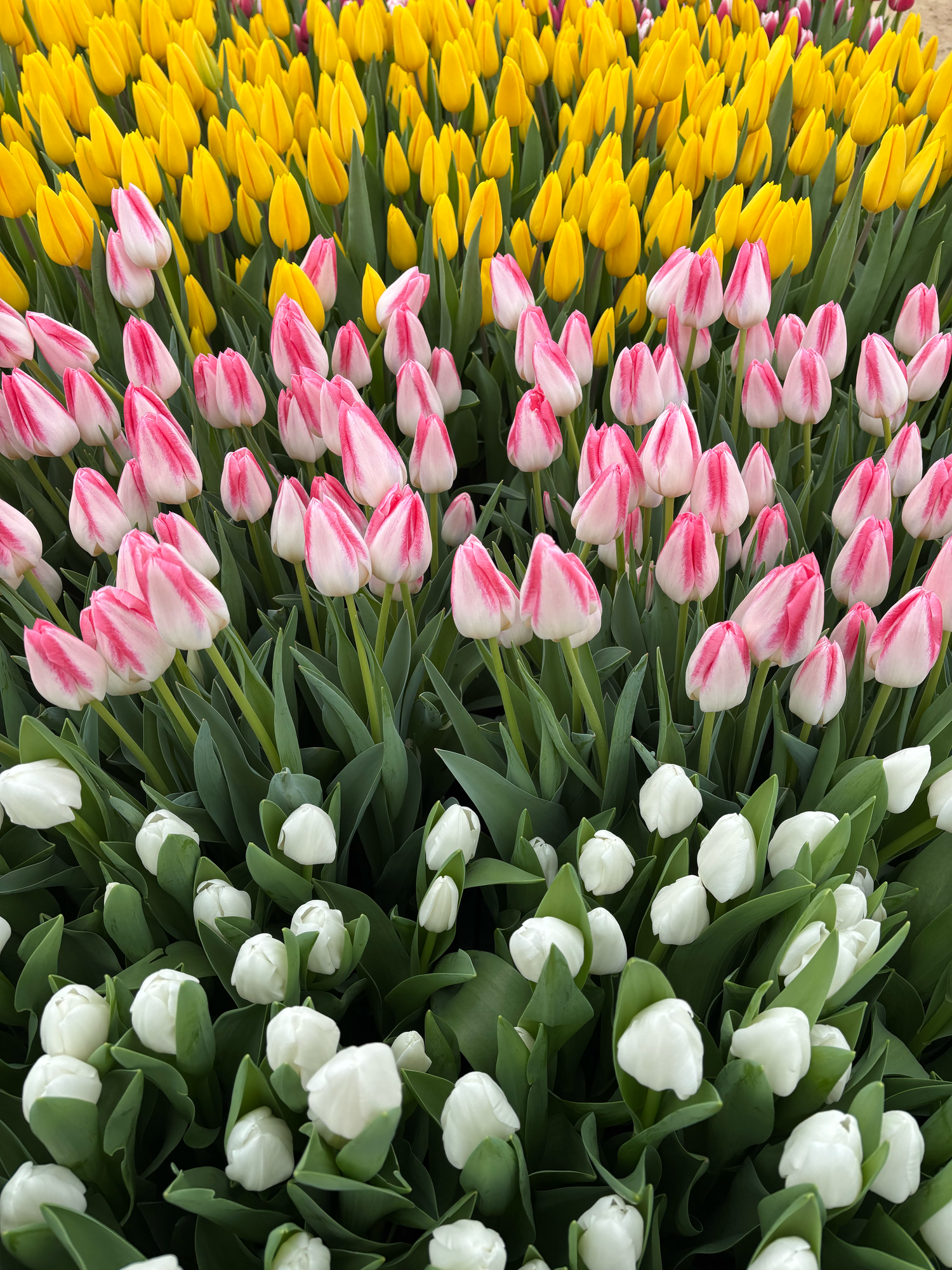 Tulip field with three different colors of tulips | Bijou-Marie d'Image | Richmond VA Photography