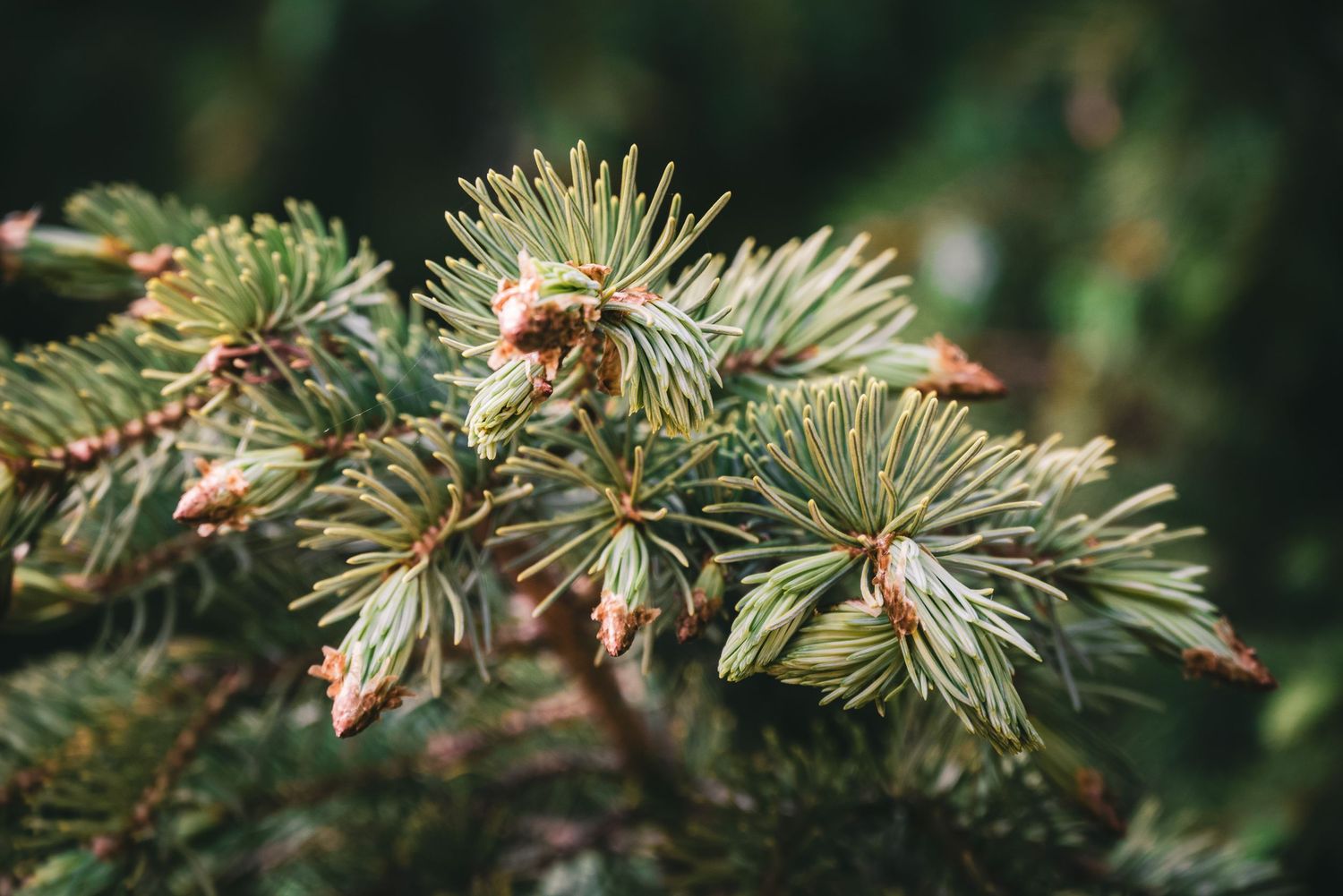 Close-up of fresh green pine tree branches with new spring growth buds.