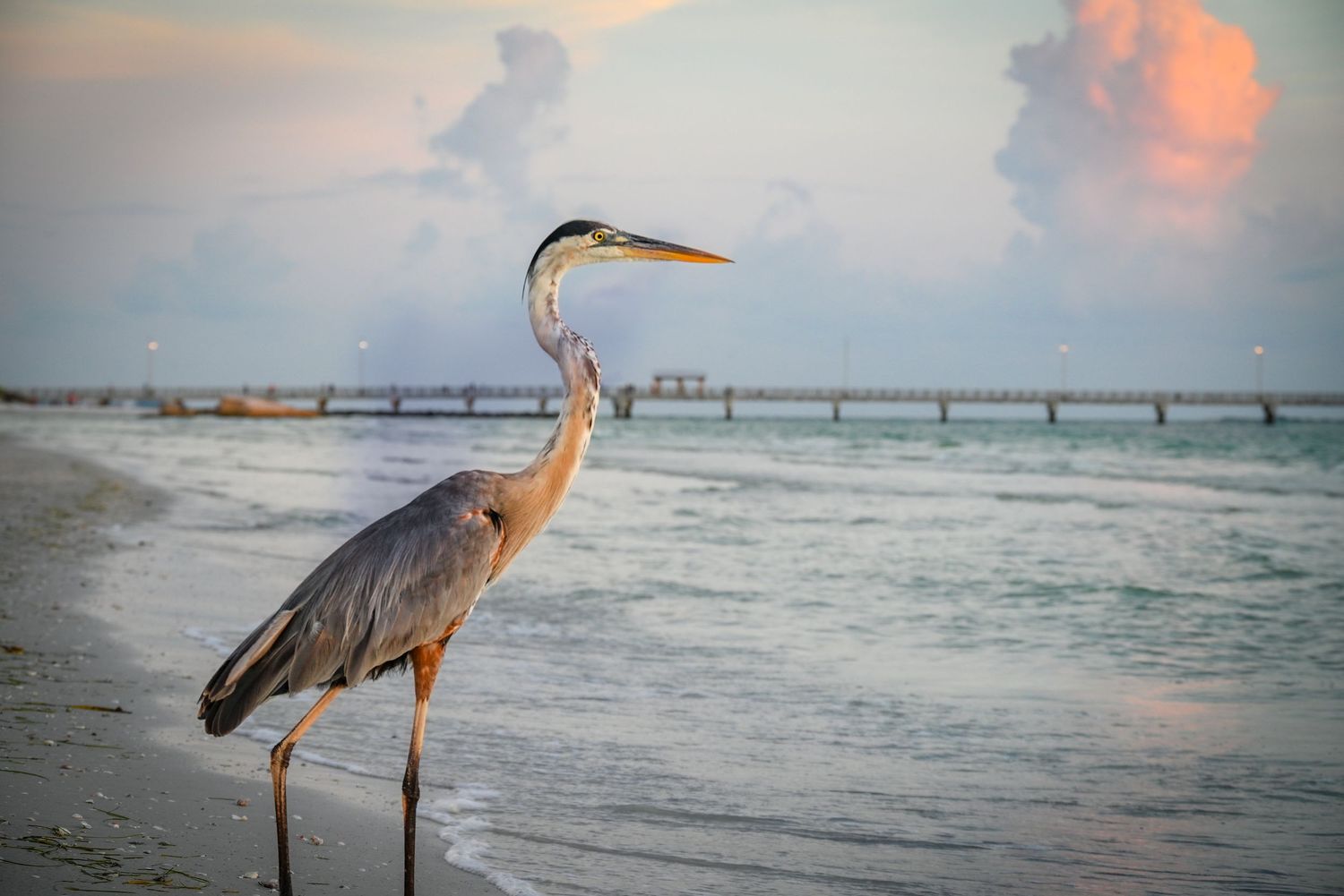 A great blue heron stands gracefully on a sandy beach at sunset with a pier in the background.