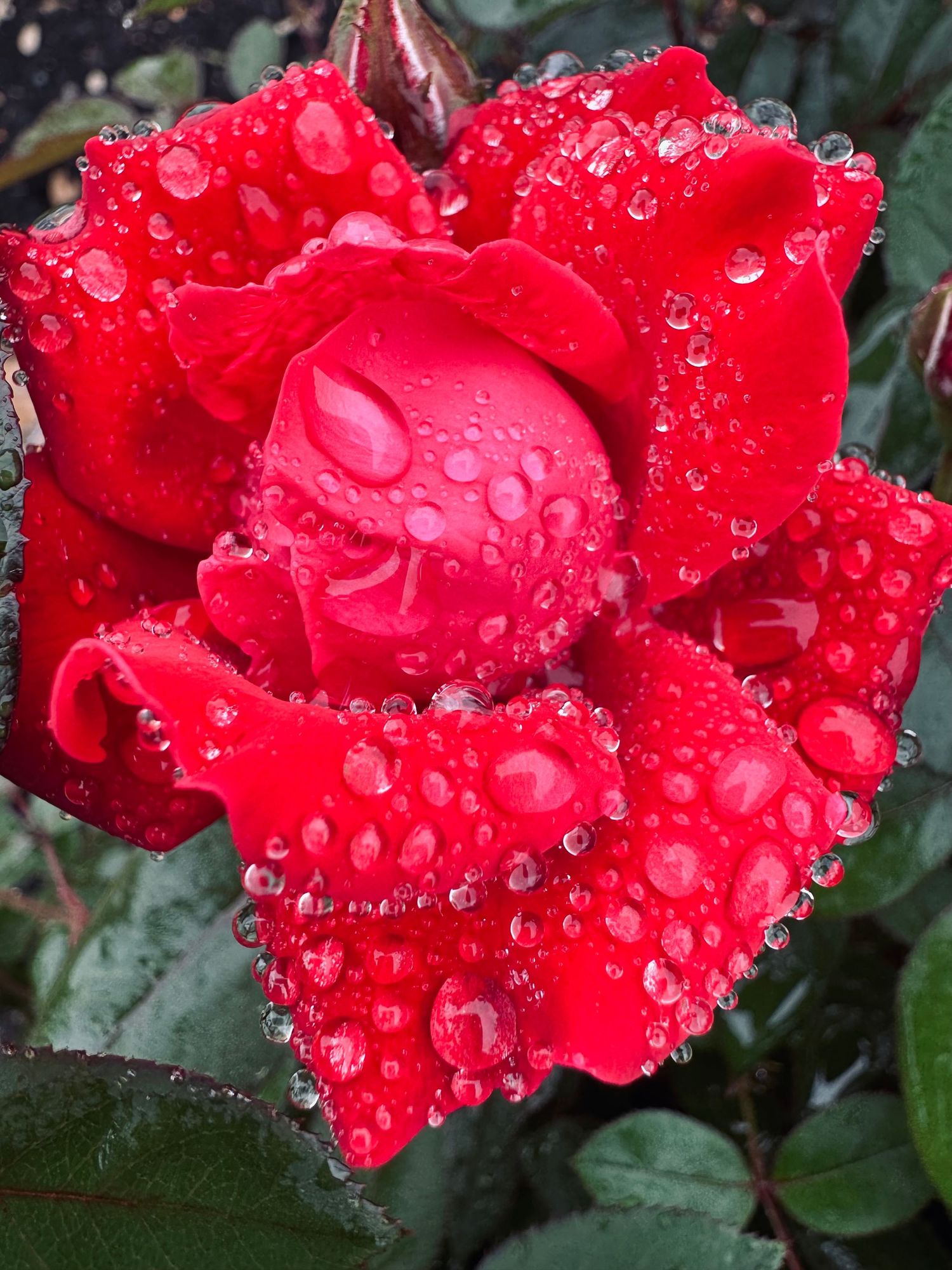 Vibrant red rose covered in sparkling water droplets after a fresh rain shower.
