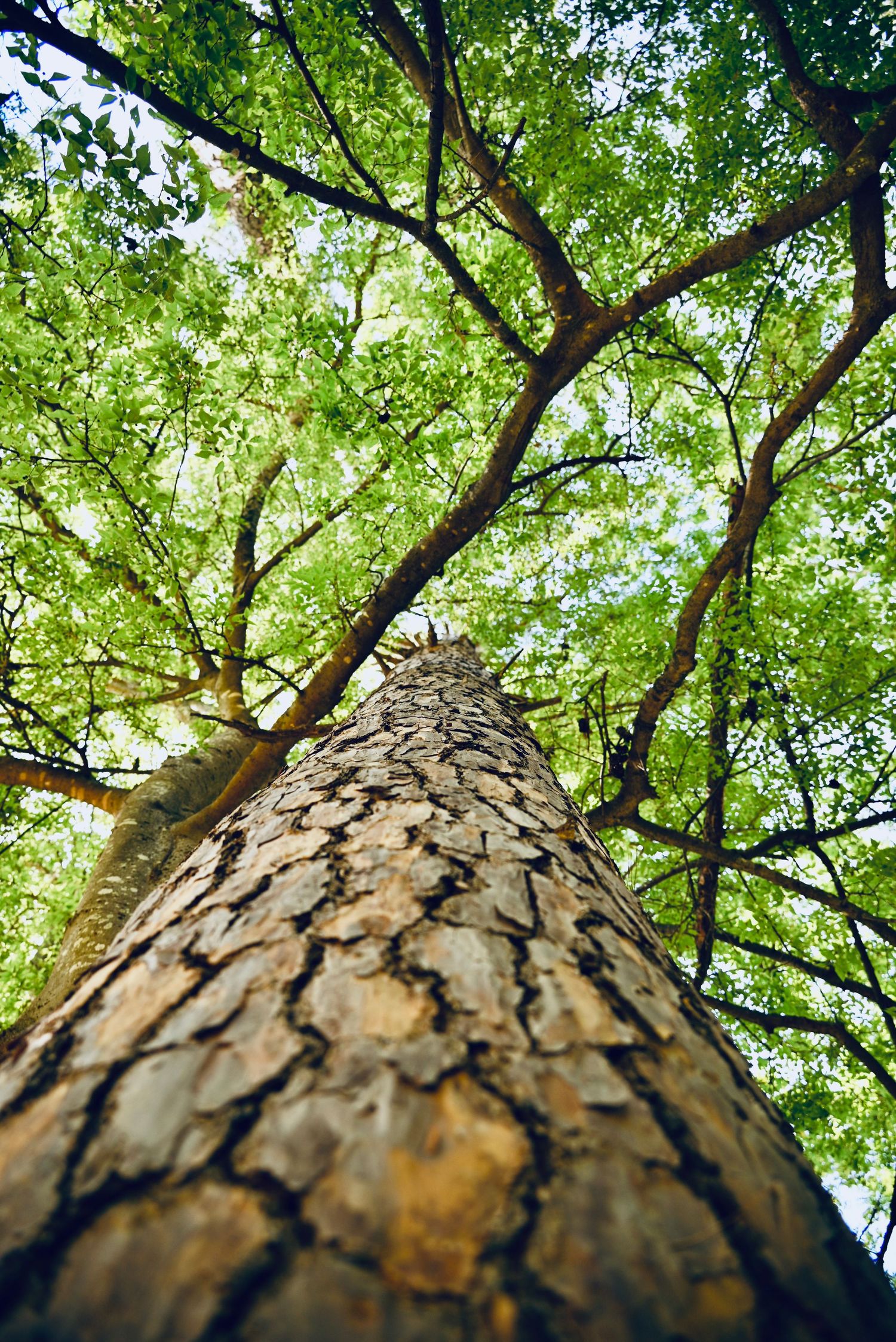Low angle view looking up a tall tree trunk into a green leafy forest canopy.