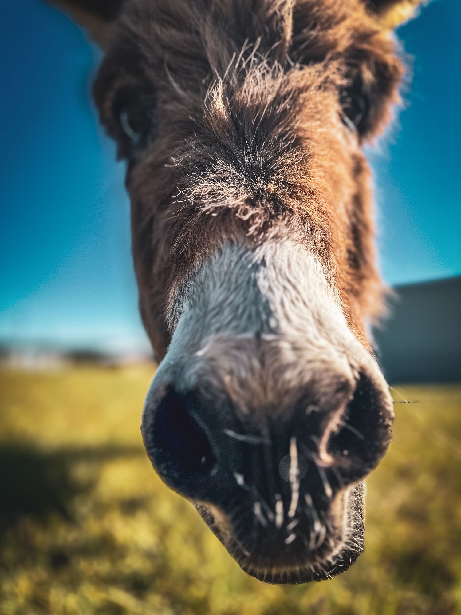 Extreme close-up of a brown donkey nose and mouth in a sunny green field outdoors.