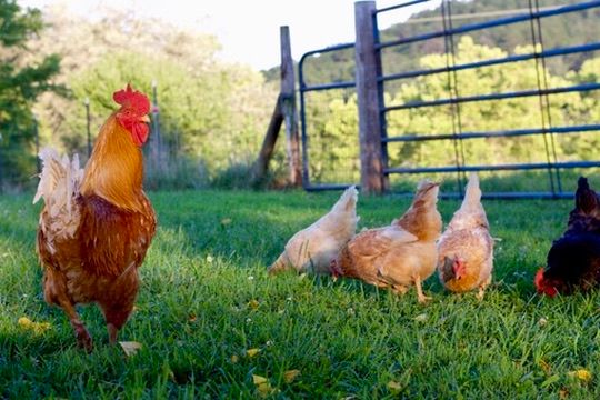 Free-range rooster and hens foraging on green grass in a sunny farm pasture.