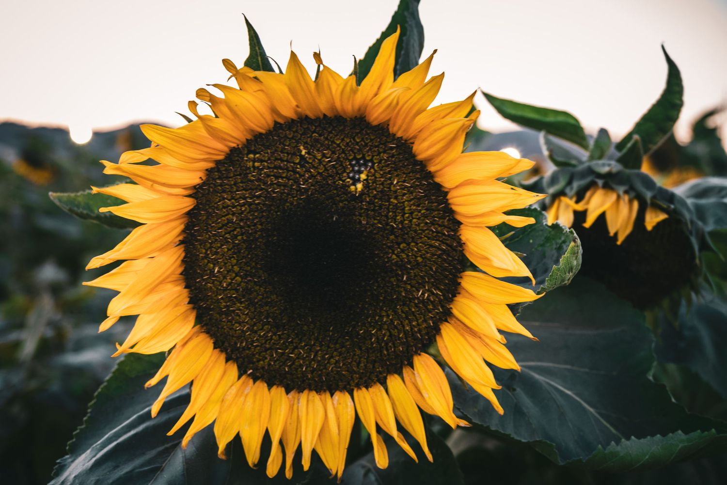 Close-up of a large vibrant yellow sunflower in full bloom against a pale sky.
