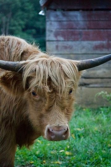 Shaggy Highland cow with long horns and flowing brown hair standing in green pasture near barn.