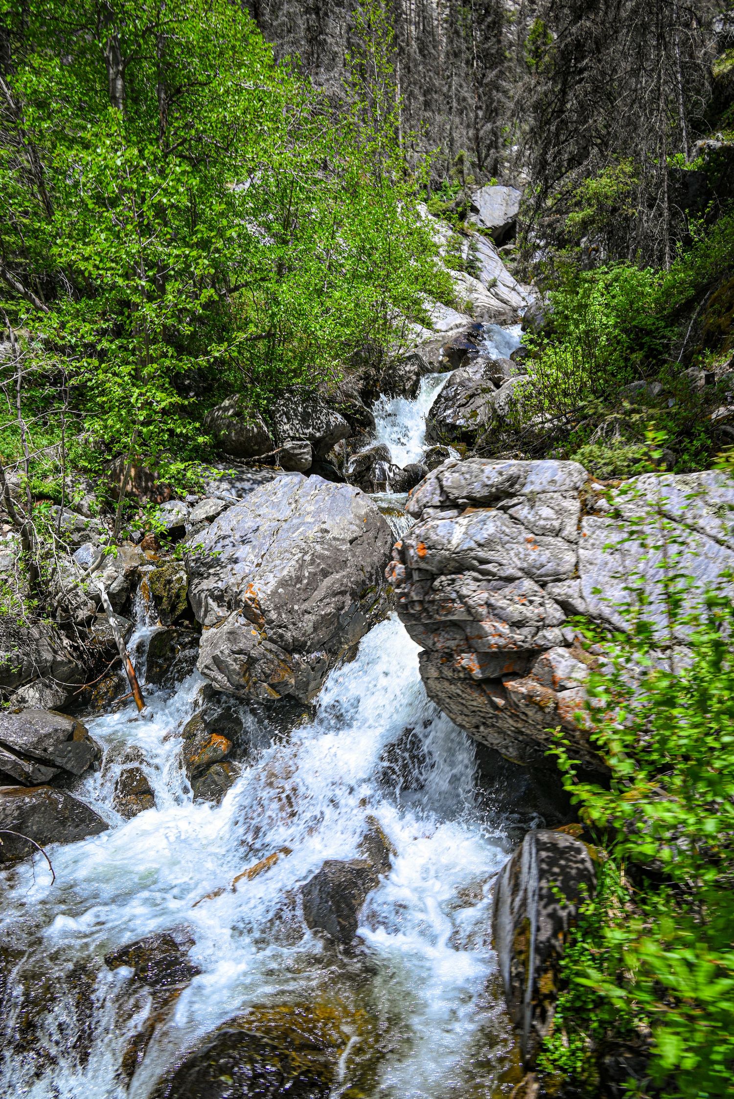 Rushing mountain waterfall cascading over rocks through a lush green forest landscape.