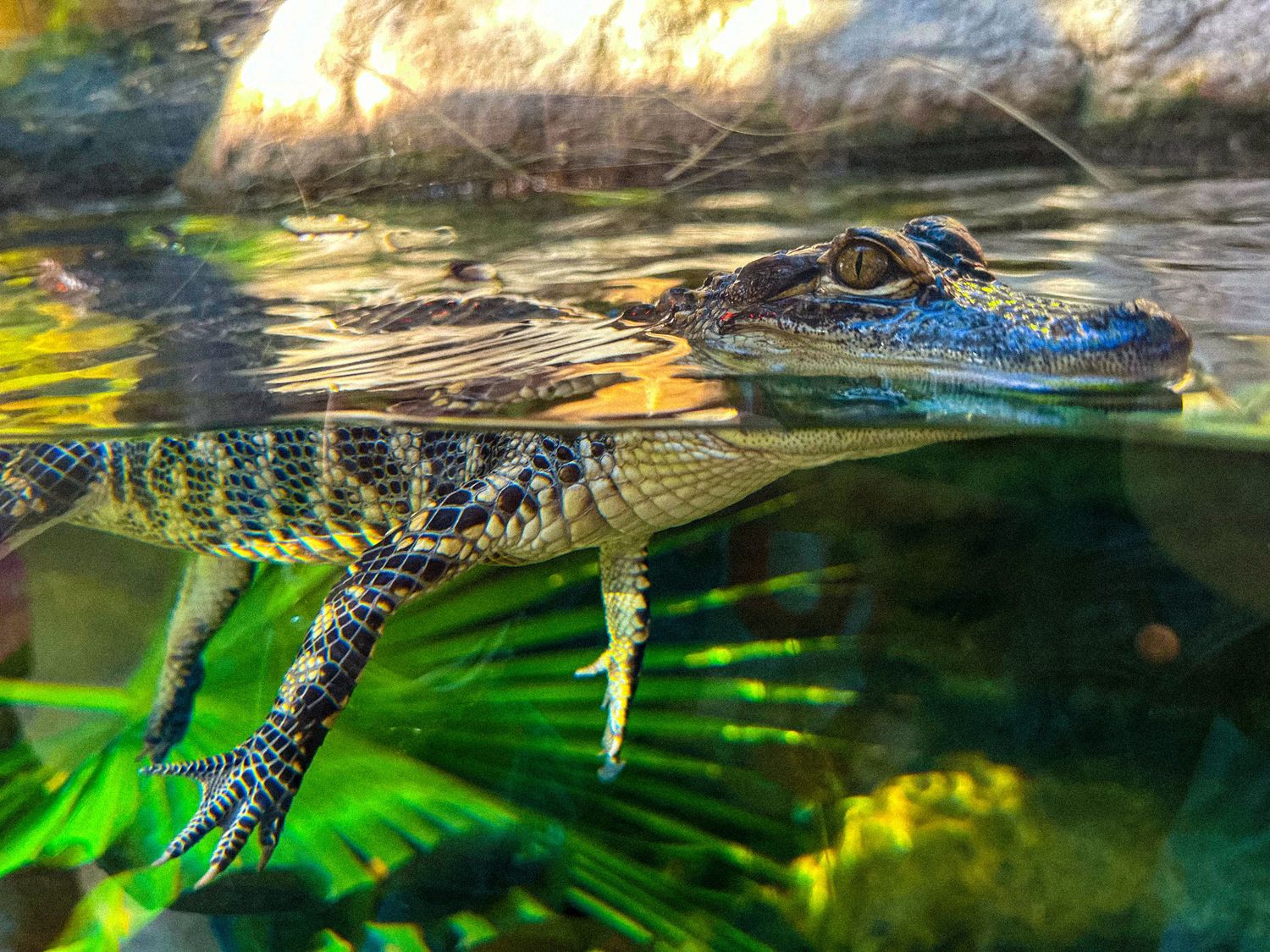 Baby alligator swimming half-submerged in clear water with green aquatic plants visible below.