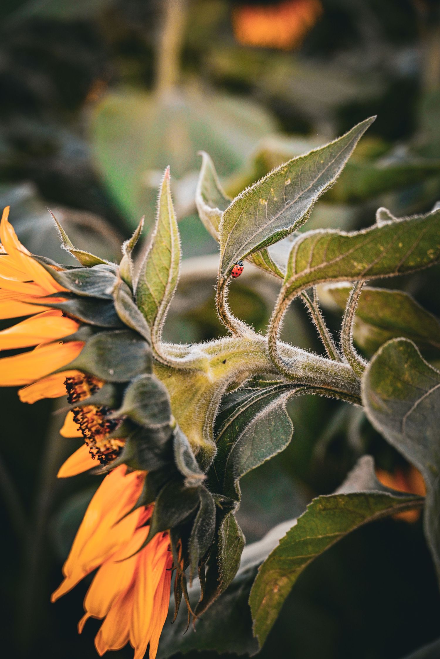 Side view of a sunflower stem with fuzzy green leaves and a small red ladybug.