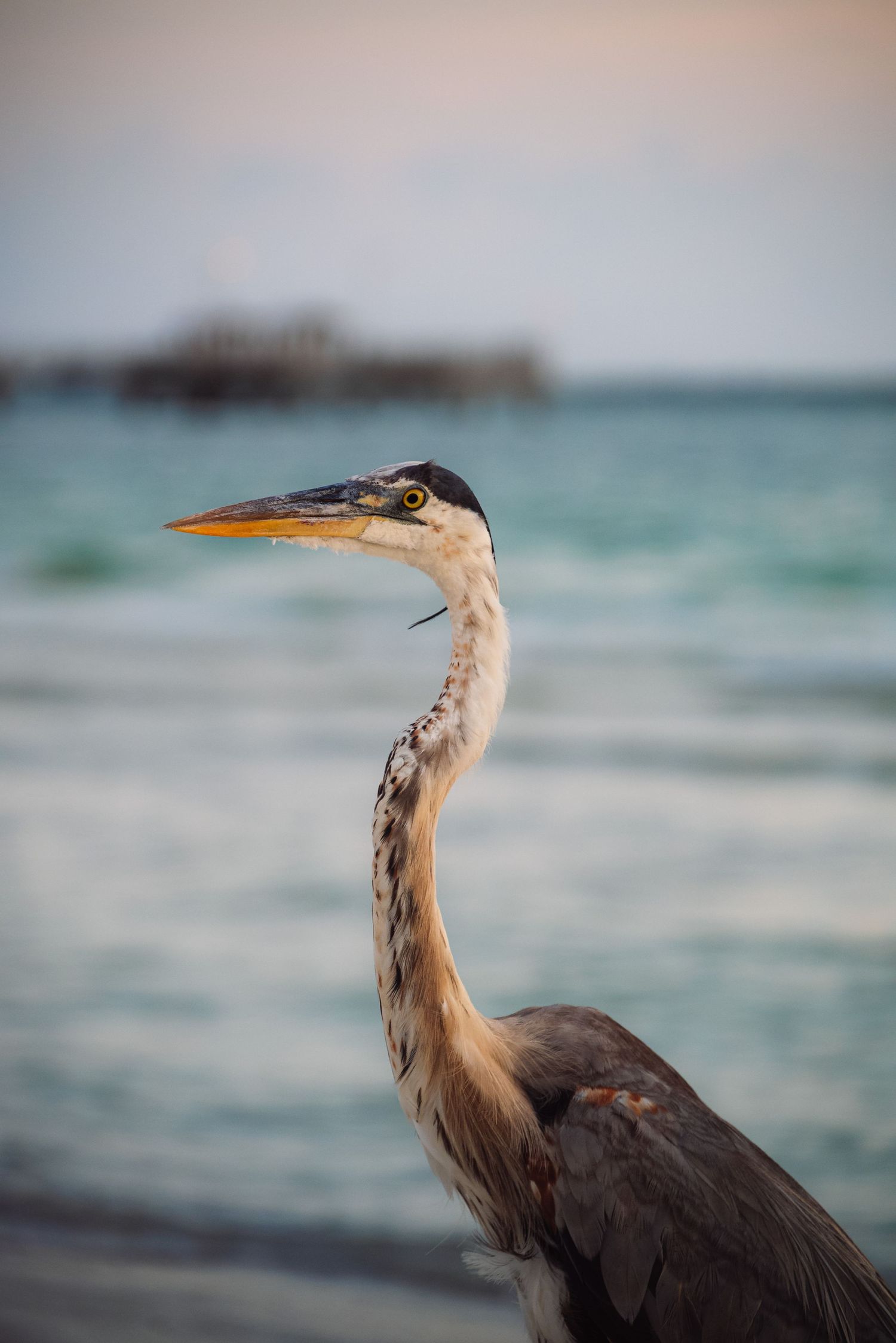 Great blue heron standing on a beach with turquoise ocean water in the background.