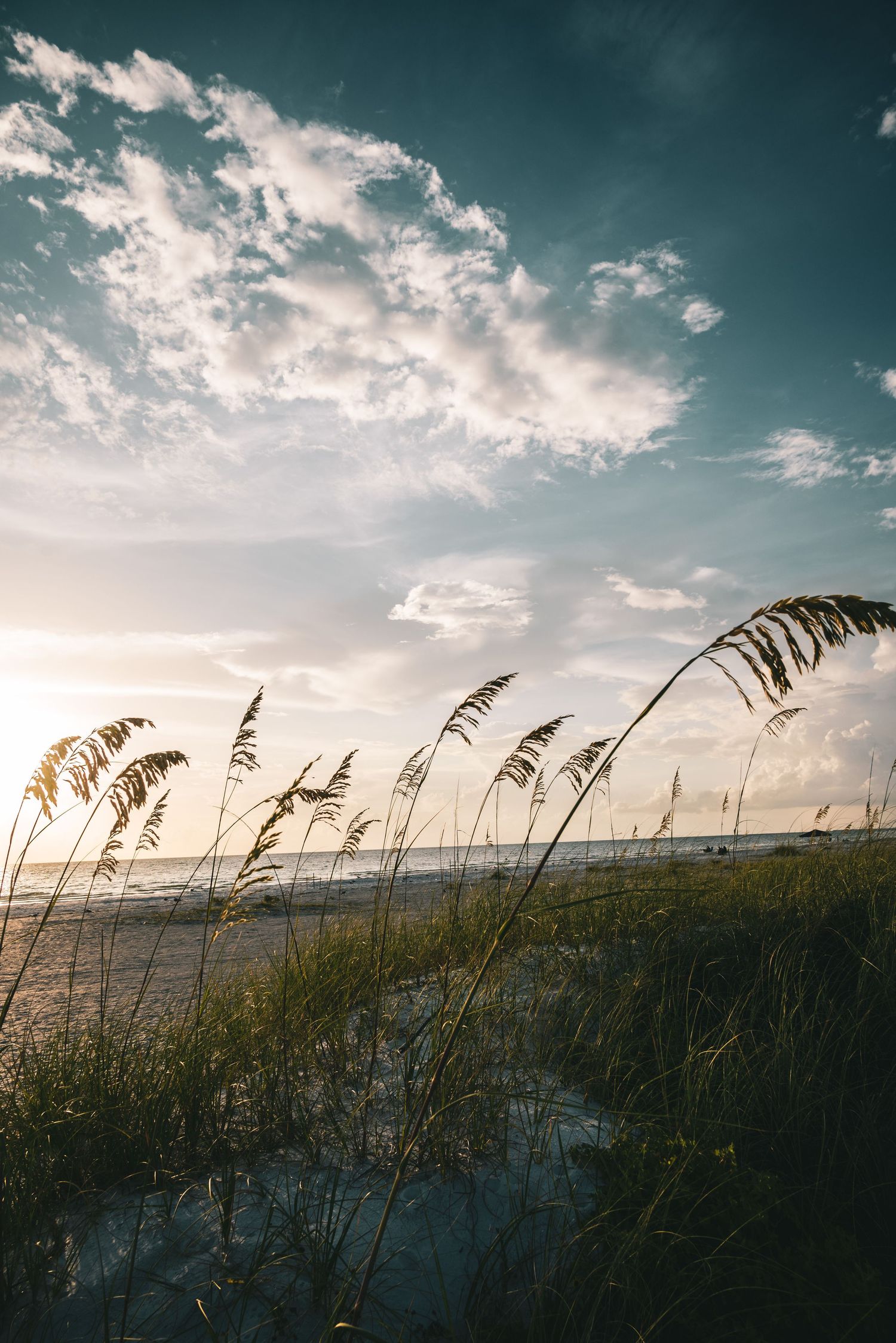 Sea oats swaying in the breeze on a sandy beach dune at golden sunset.