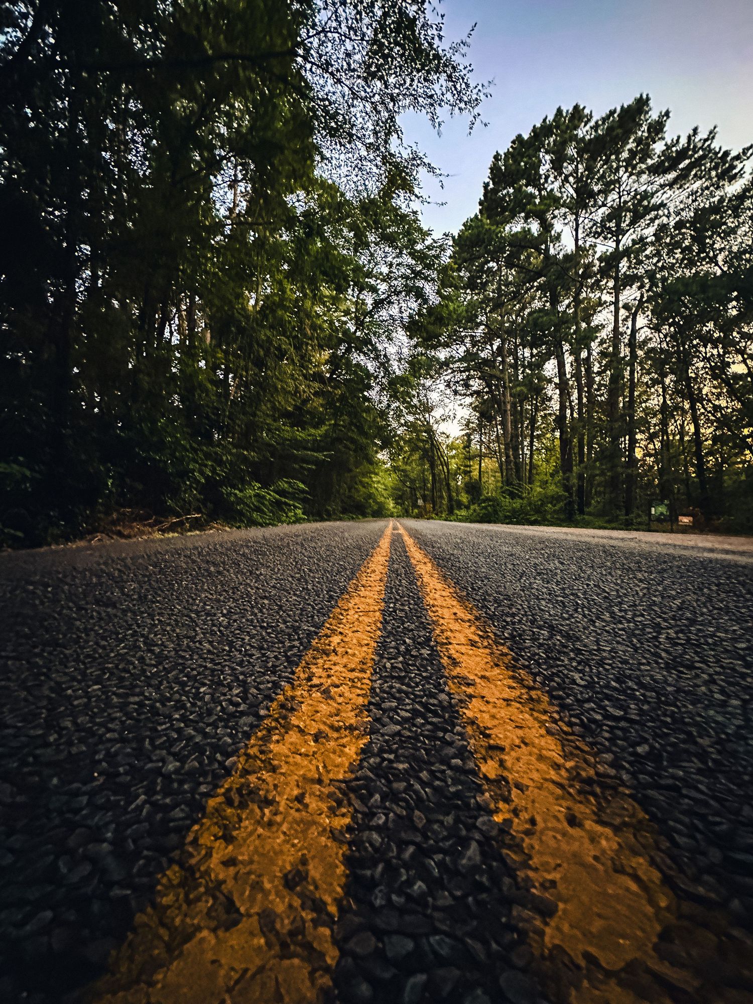 Low angle view of double yellow center lines on dark asphalt road disappearing into lush green forest at golden hour sunset.