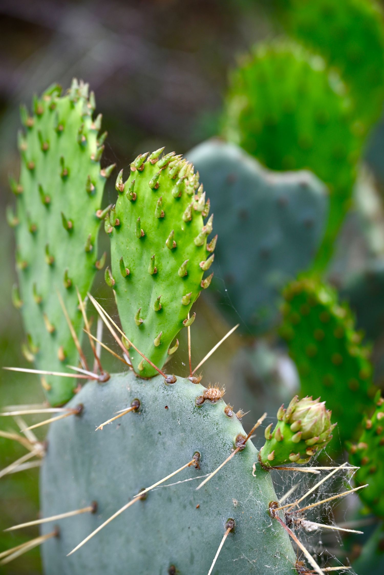 Close-up of vibrant green prickly pear cactus pads covered in sharp spines with a budding flower.