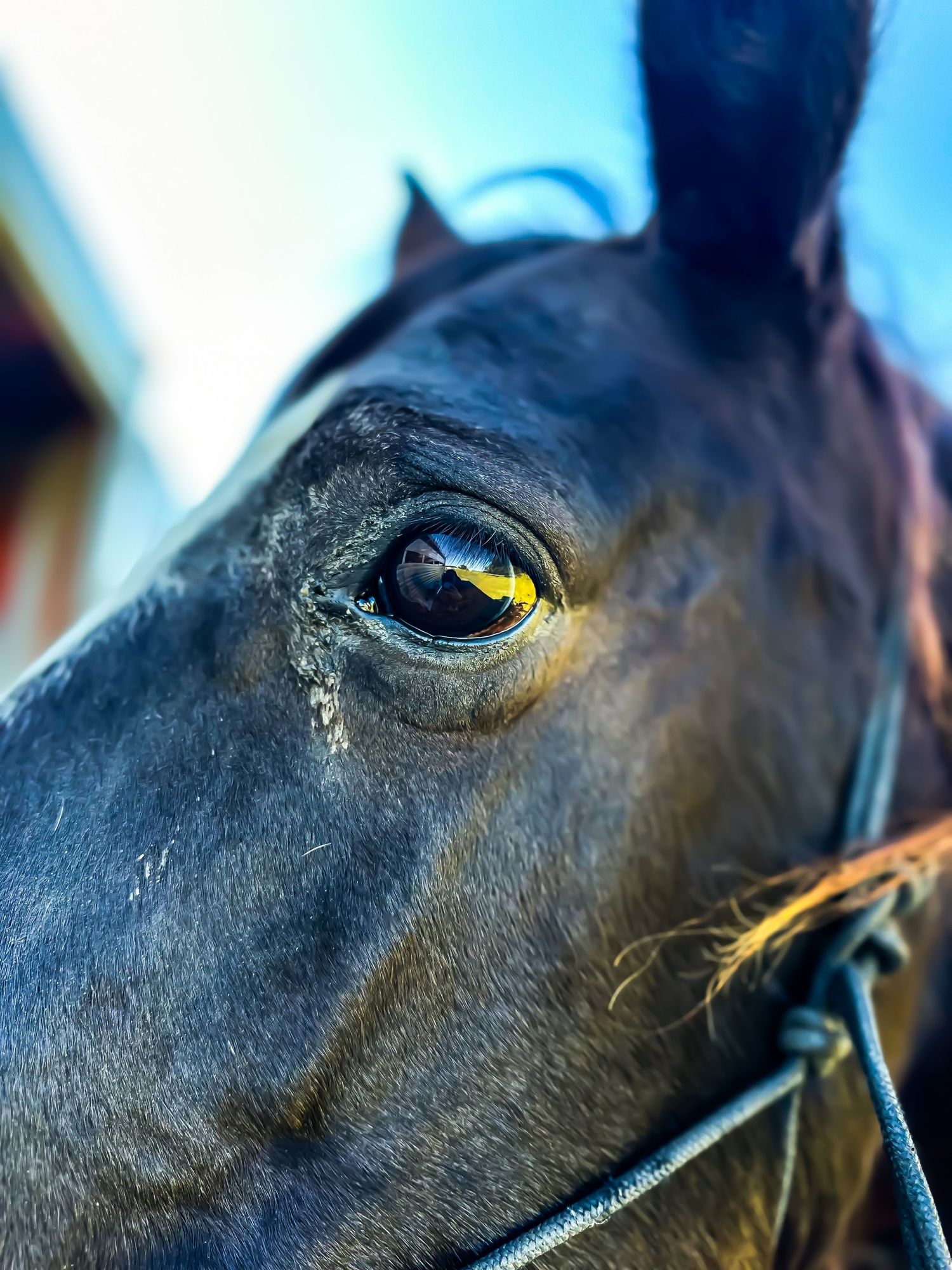 Close-up of a dark brown horse eye reflecting golden light, wearing a bridle.