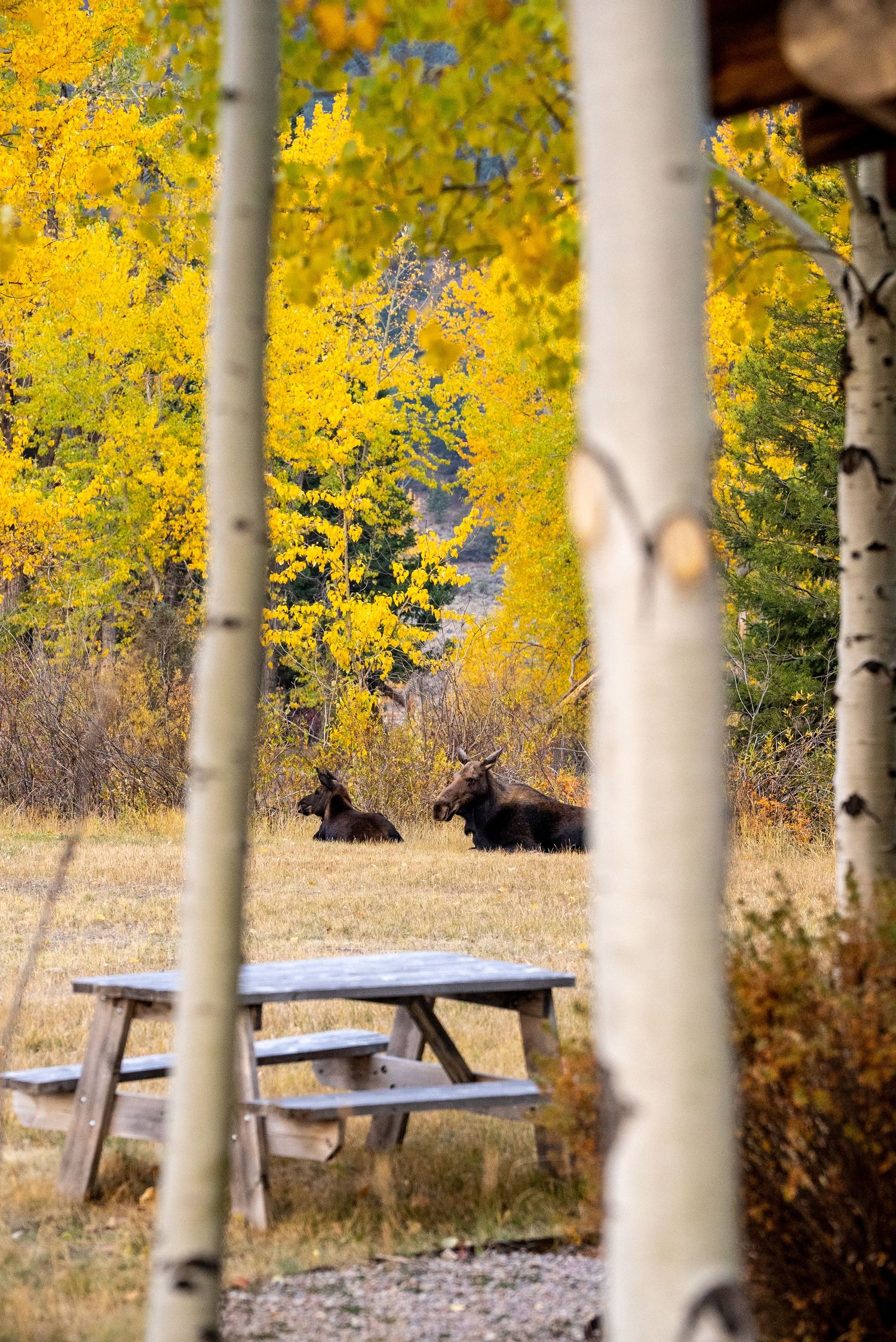 Moose and baby laying in the grass at Ranch at Rock Creek in Montana.