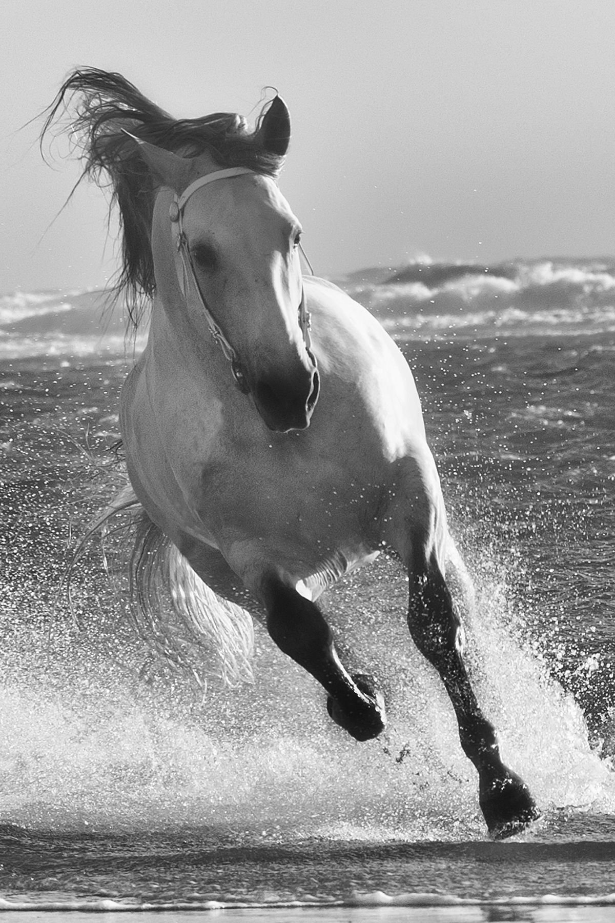 A majestic white horse gallops powerfully through ocean waves on a beach in a stunning black and white photograph.