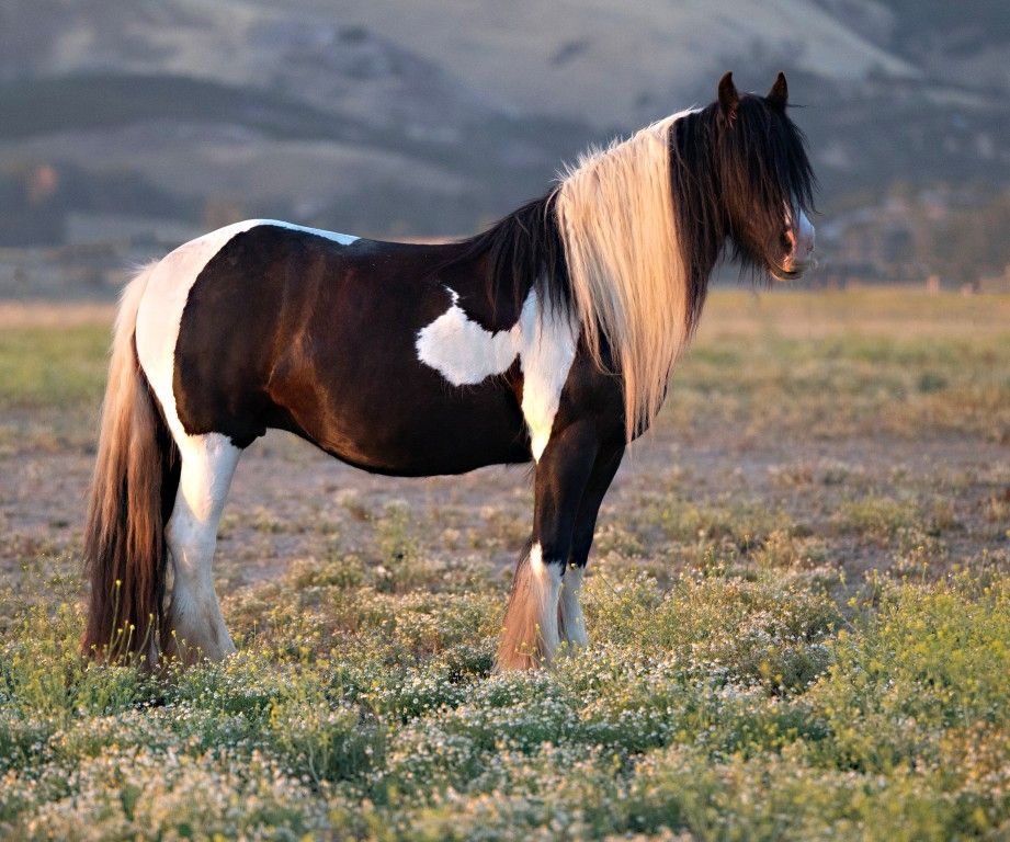 A striking black and white Gypsy horse with a blonde mane stands in a flowering mountain meadow.