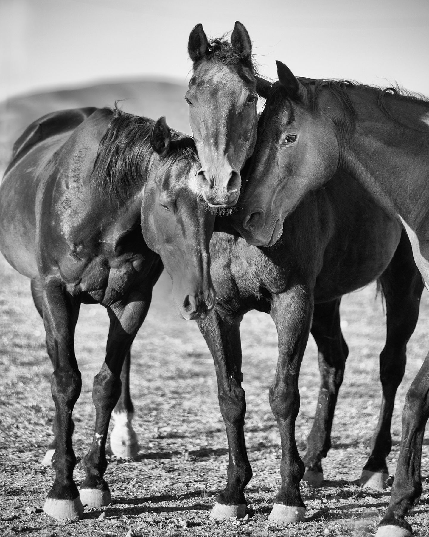 Three dark horses nuzzling each other affectionately in a black and white photo.