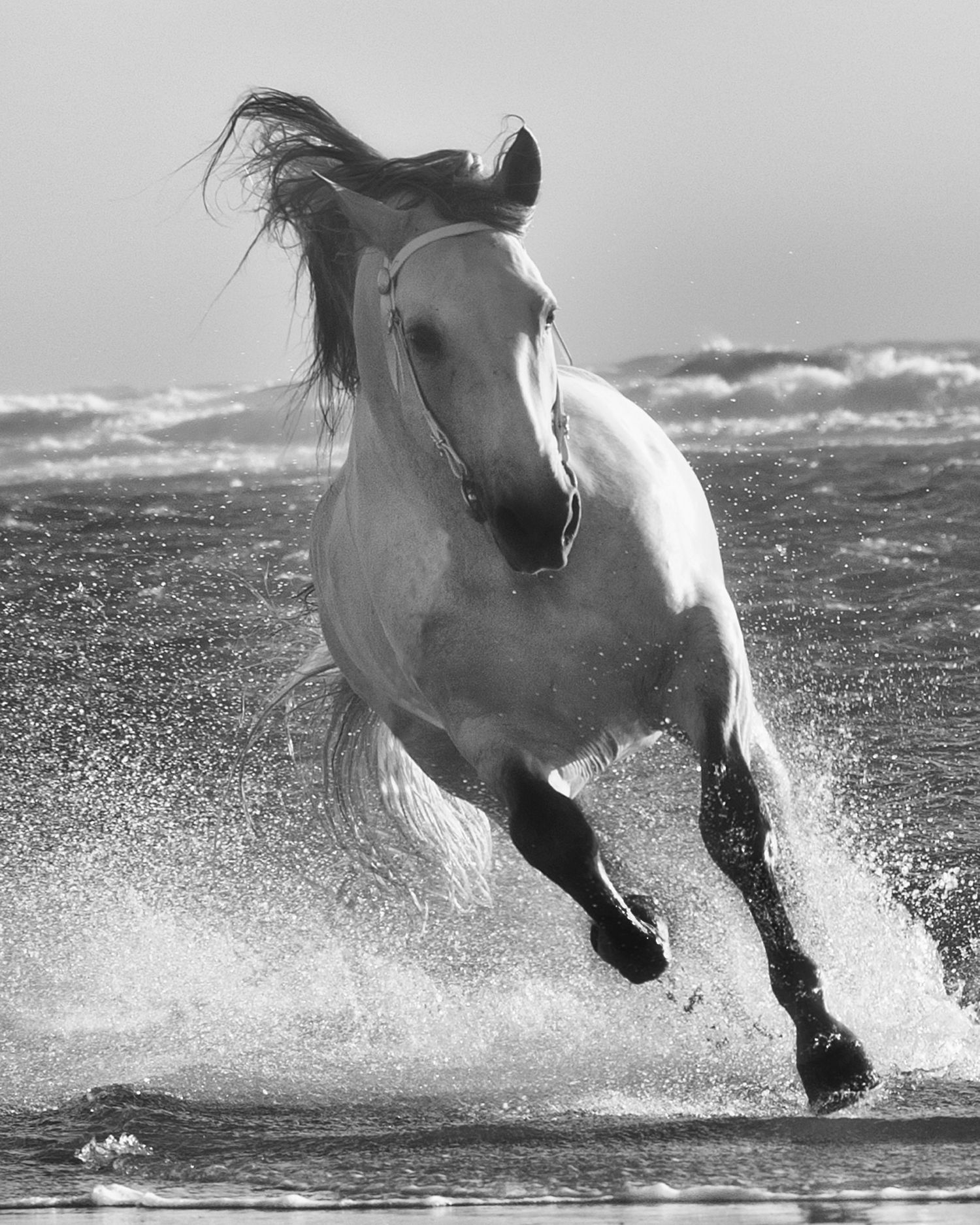 Horse Galloping in the Ocean Waves