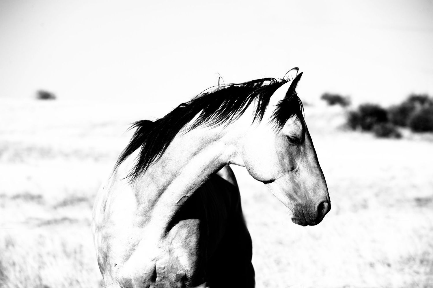 Black and white photo of a wild horse with flowing mane standing in an open field.