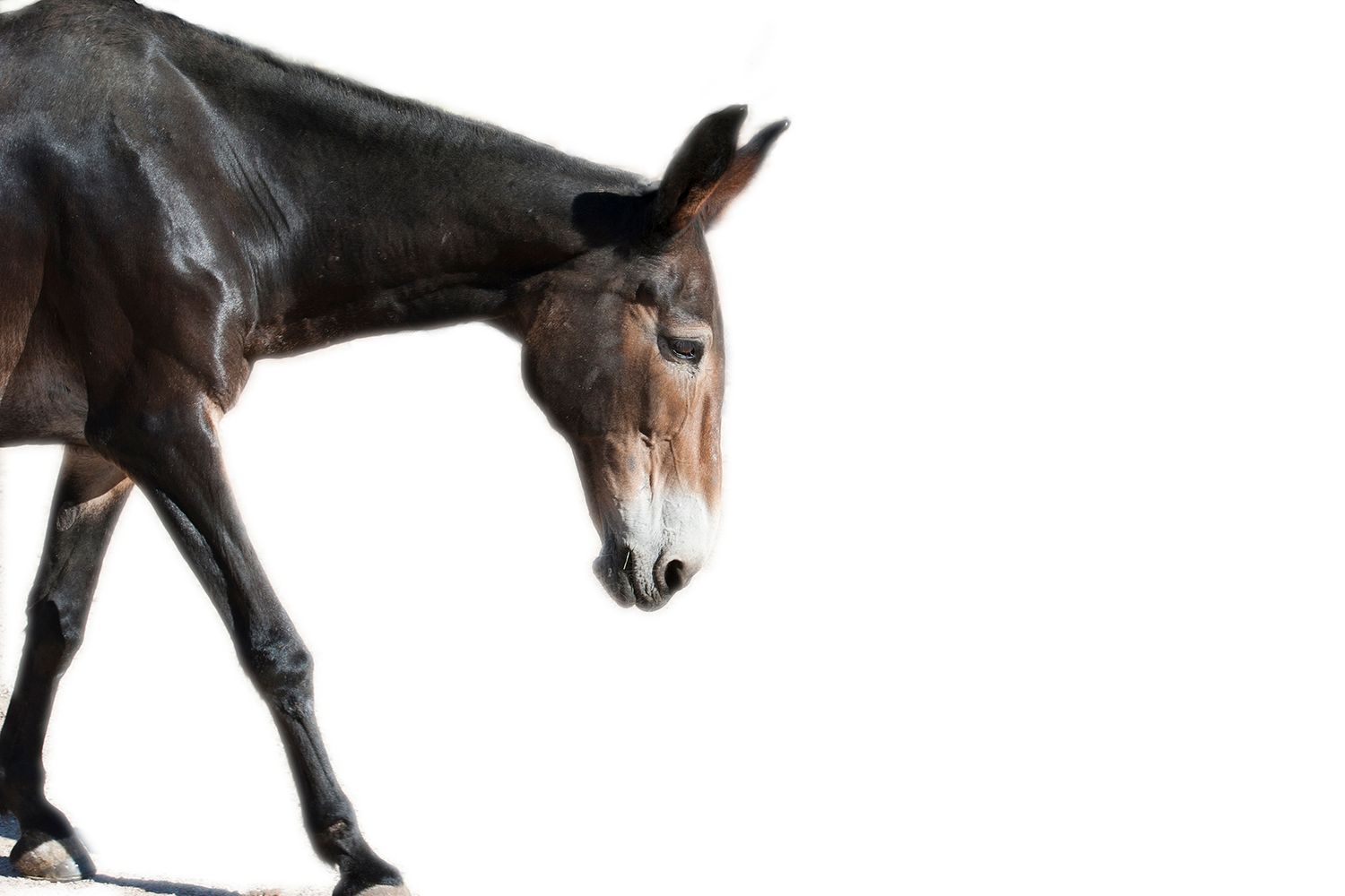 A dark brown mule walks against a white background, showcasing its distinctive long ears and sleek coat.
