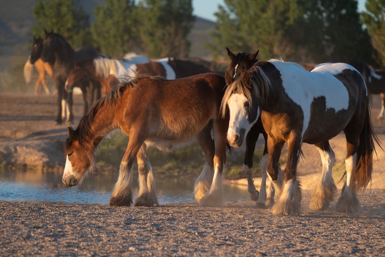 A herd of paint horses walks near a watering hole in a dusty desert landscape at golden hour.