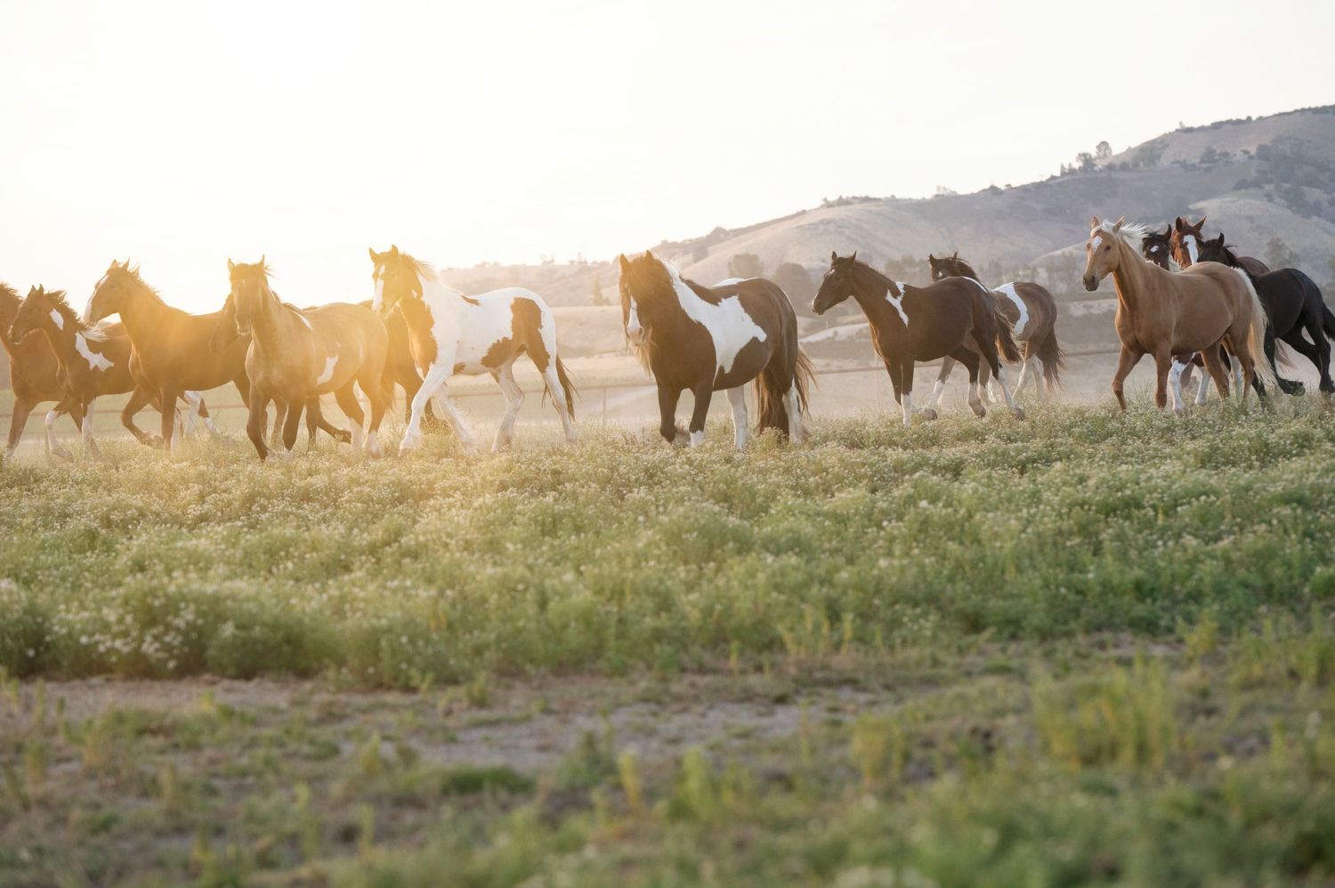 A herd of wild horses galloping across a sunlit grassy plain with golden dust and rolling hills in the background.