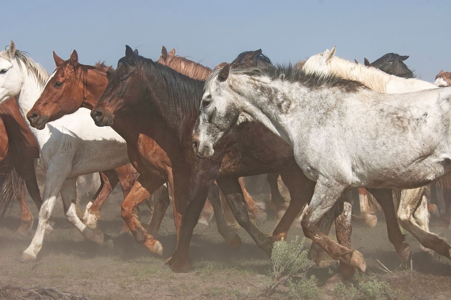 Herd of wild horses running through dusty desert terrain in bright sunlight.