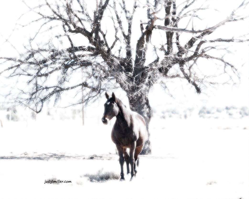 A dark horse trots through a snowy winter landscape beneath a large bare tree with frost-covered branches.